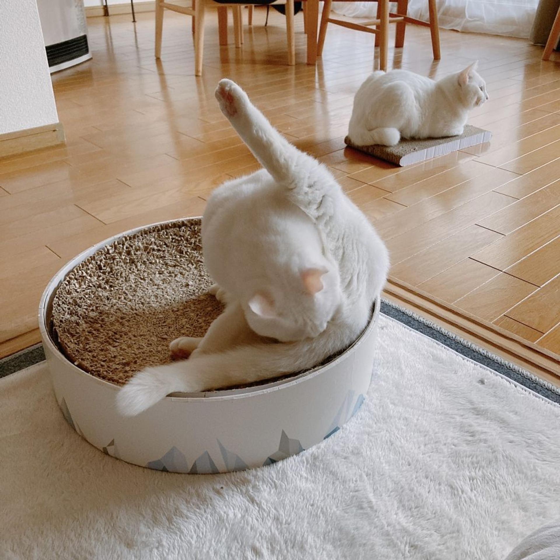 pet-image-4