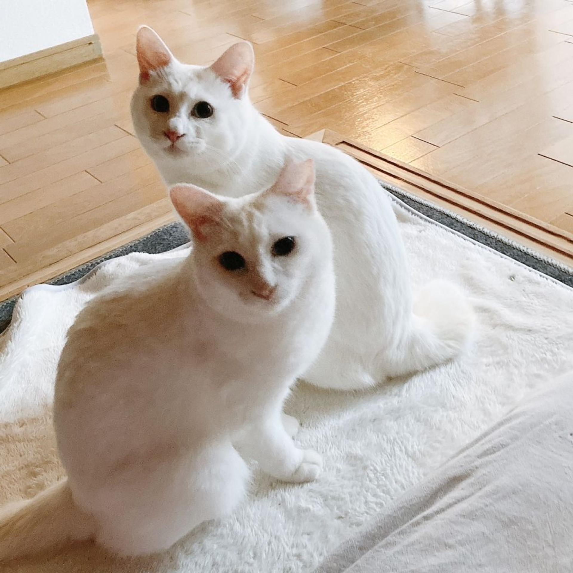 pet-image-7