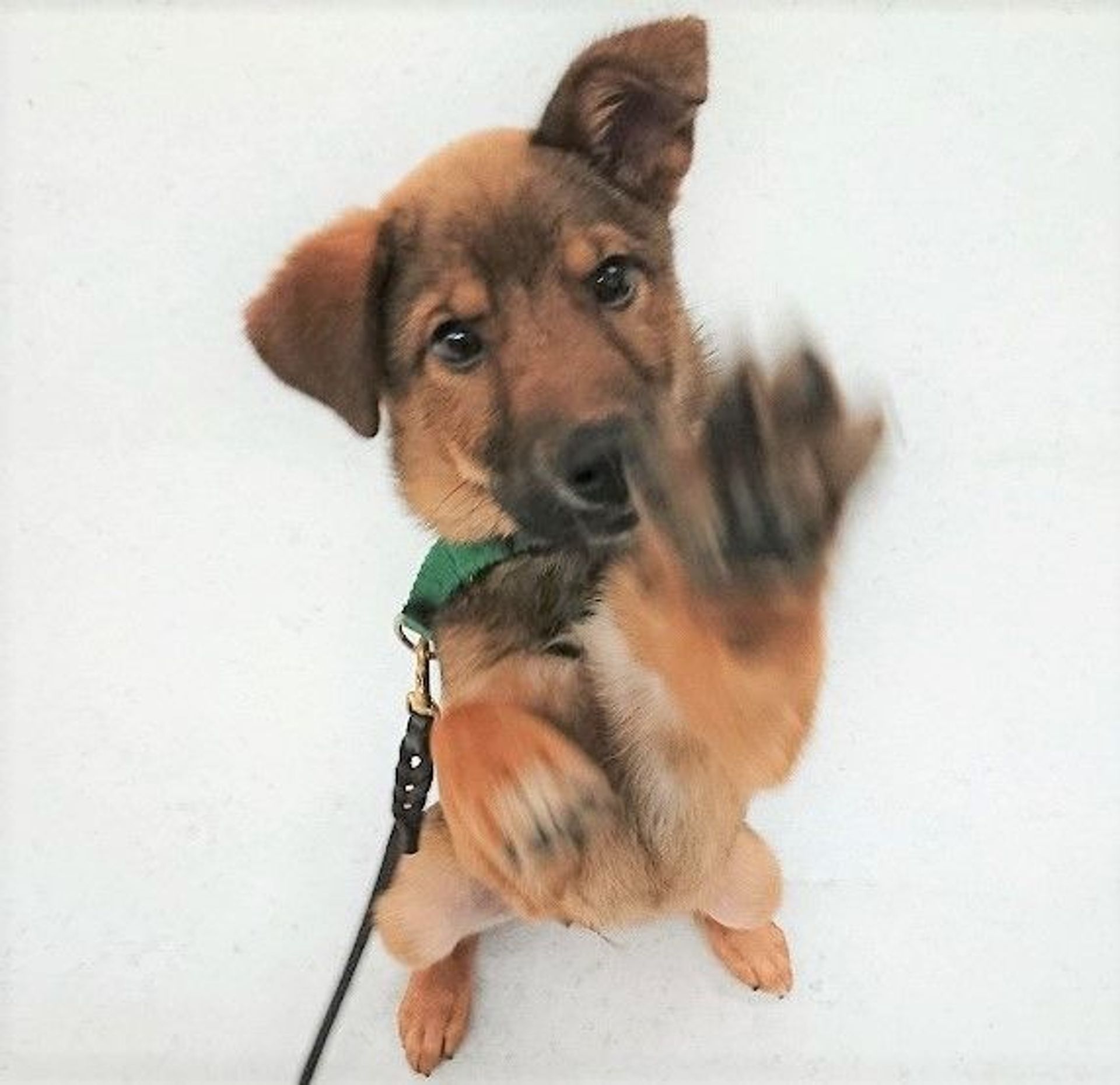 雑種（ミックス犬）・オスの里親募集の写真