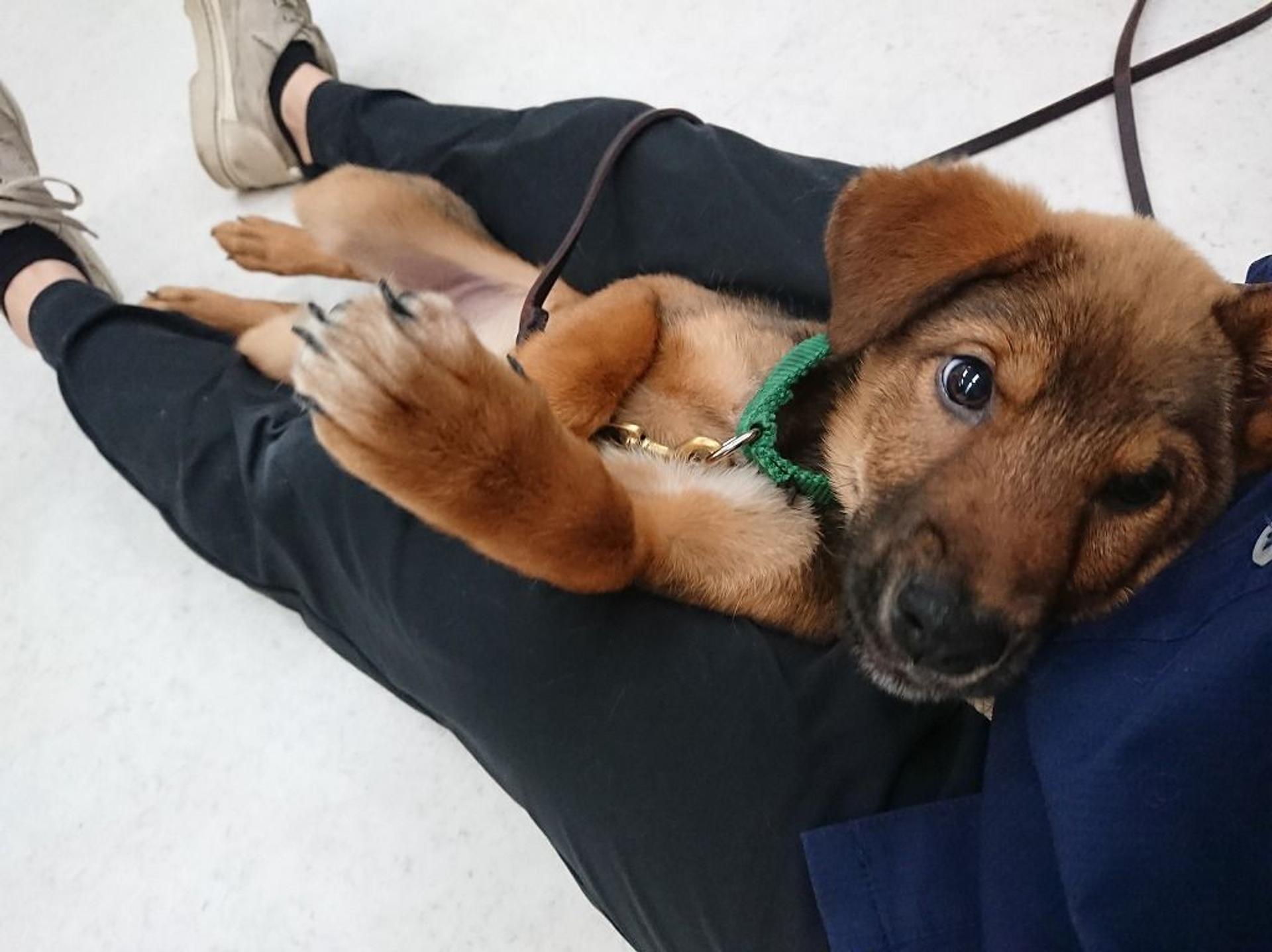 pet-image-2