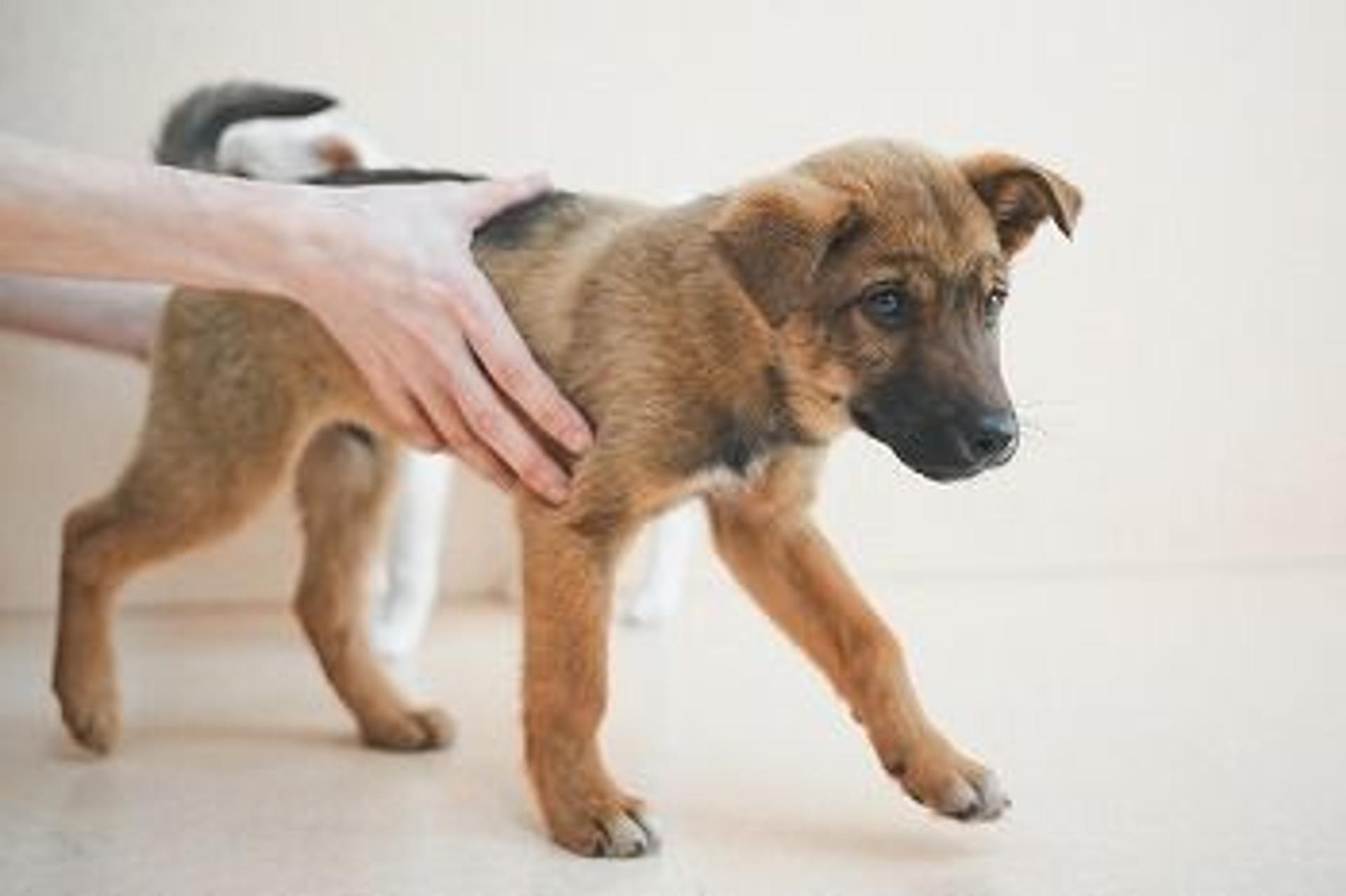 pet-image-6