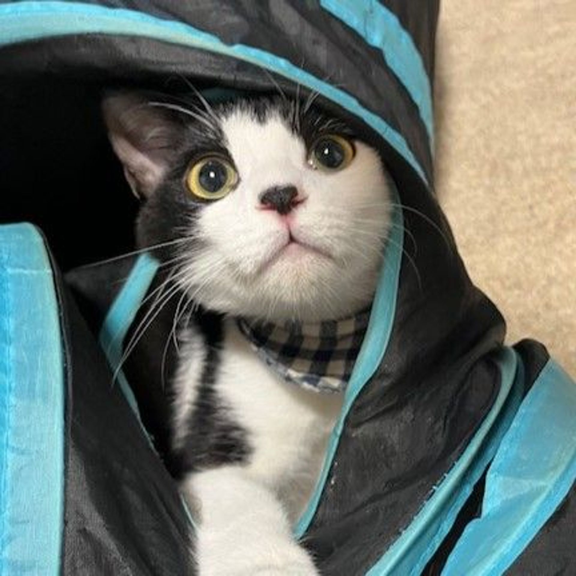 雑種（ミックス猫）・オスの里親募集の写真