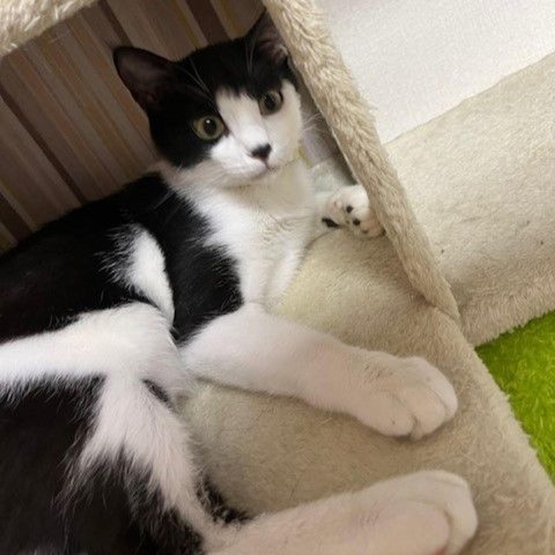 pet-image-2