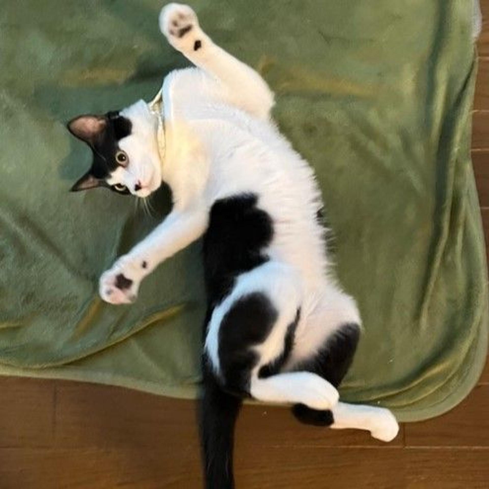 pet-image-3