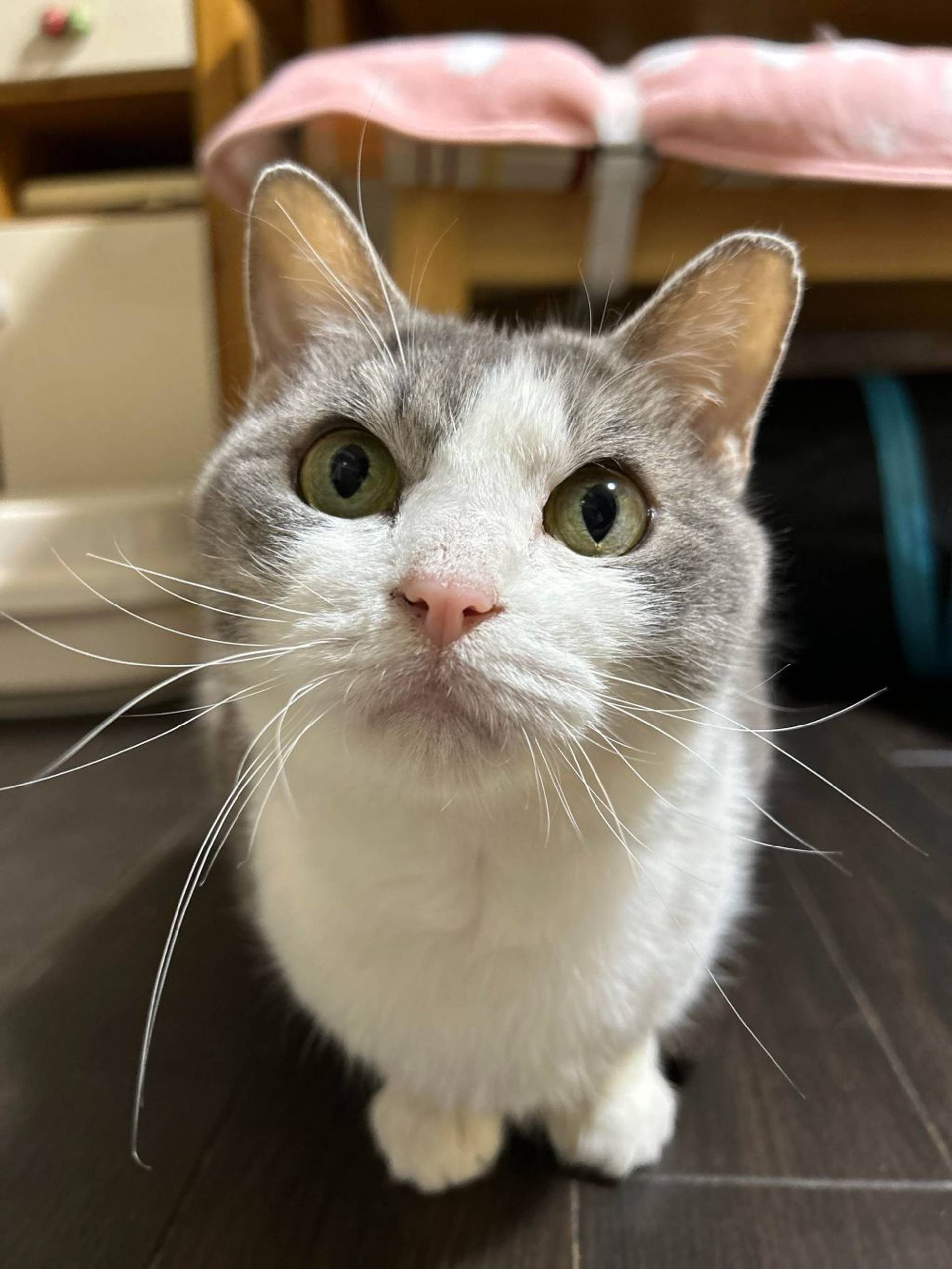 雑種（ミックス猫）・メスの里親募集の写真