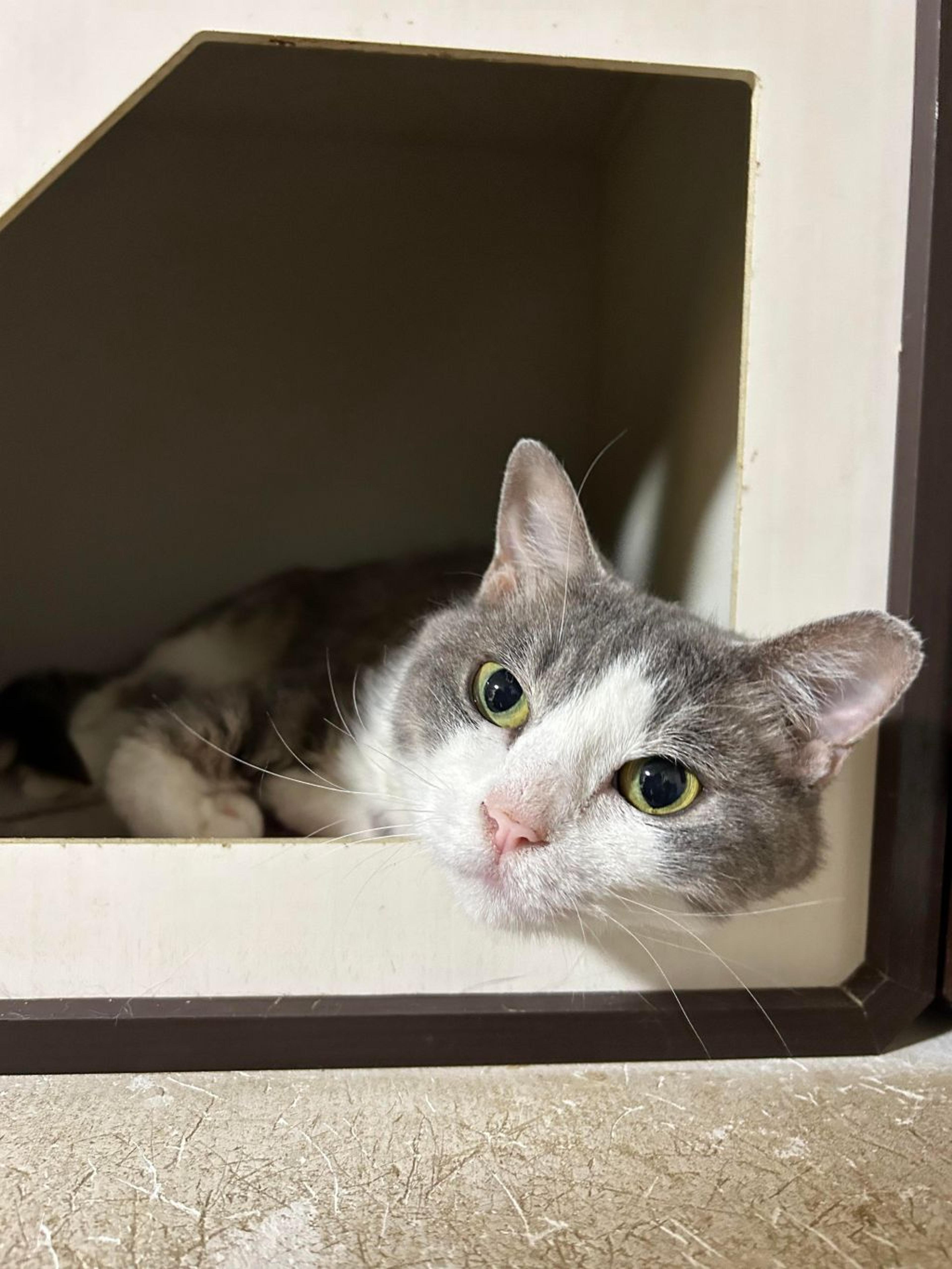 pet-image-3