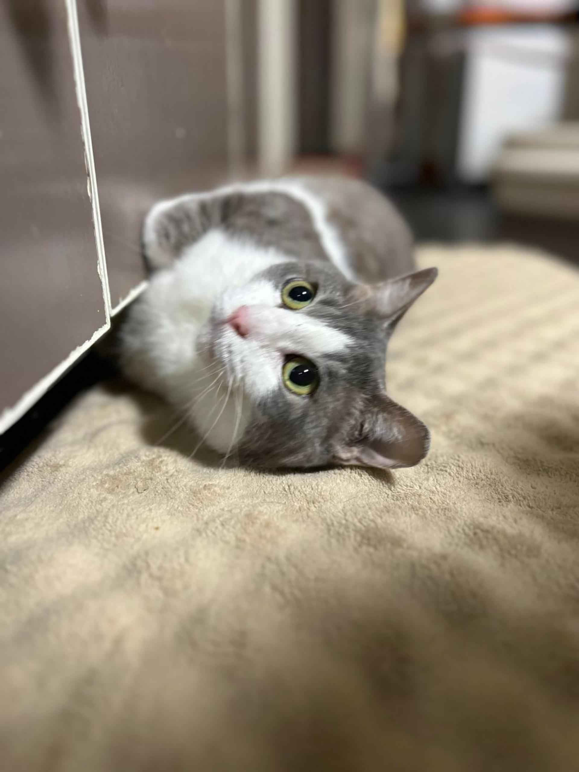 pet-image-5