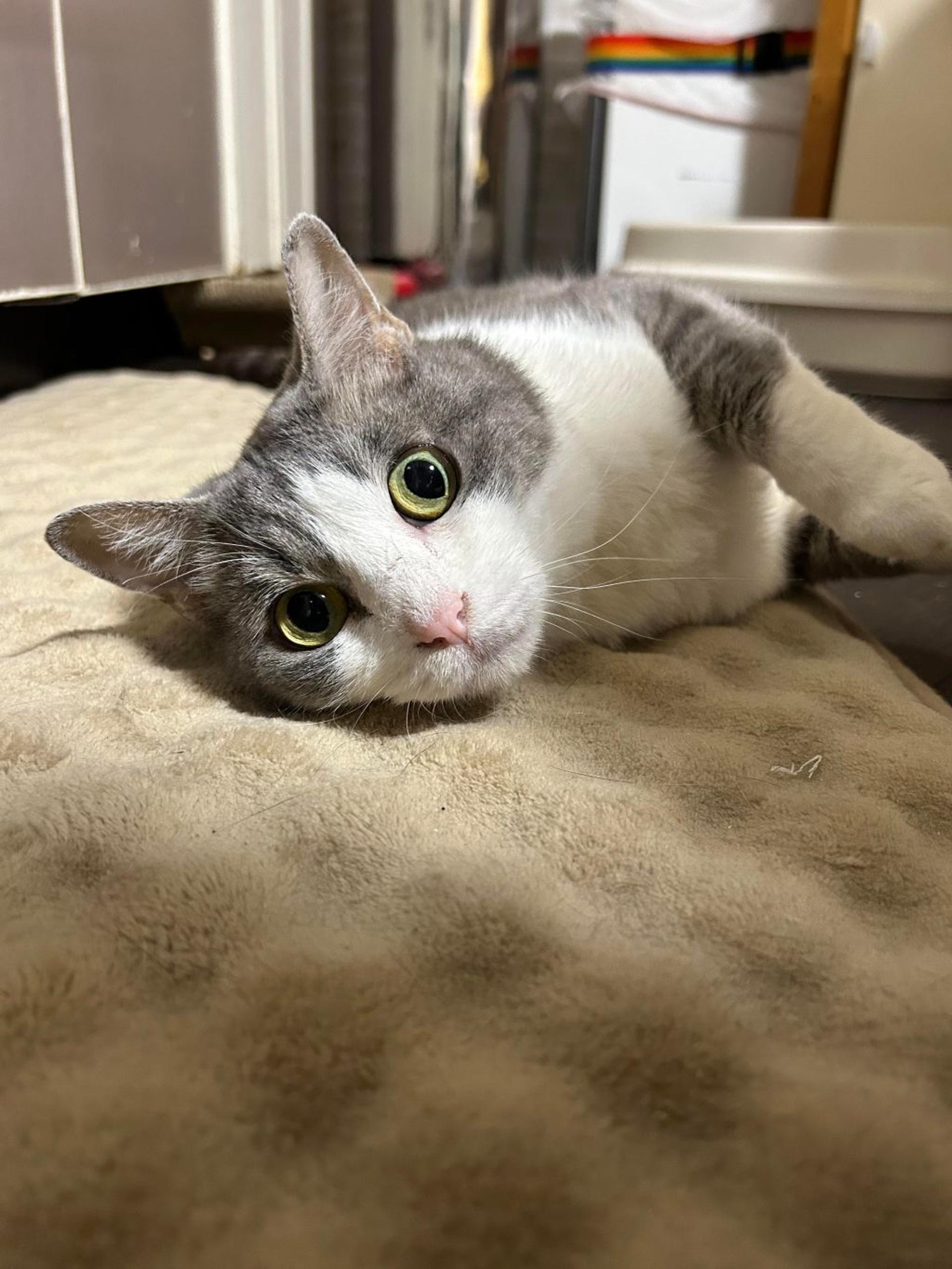 pet-image-6