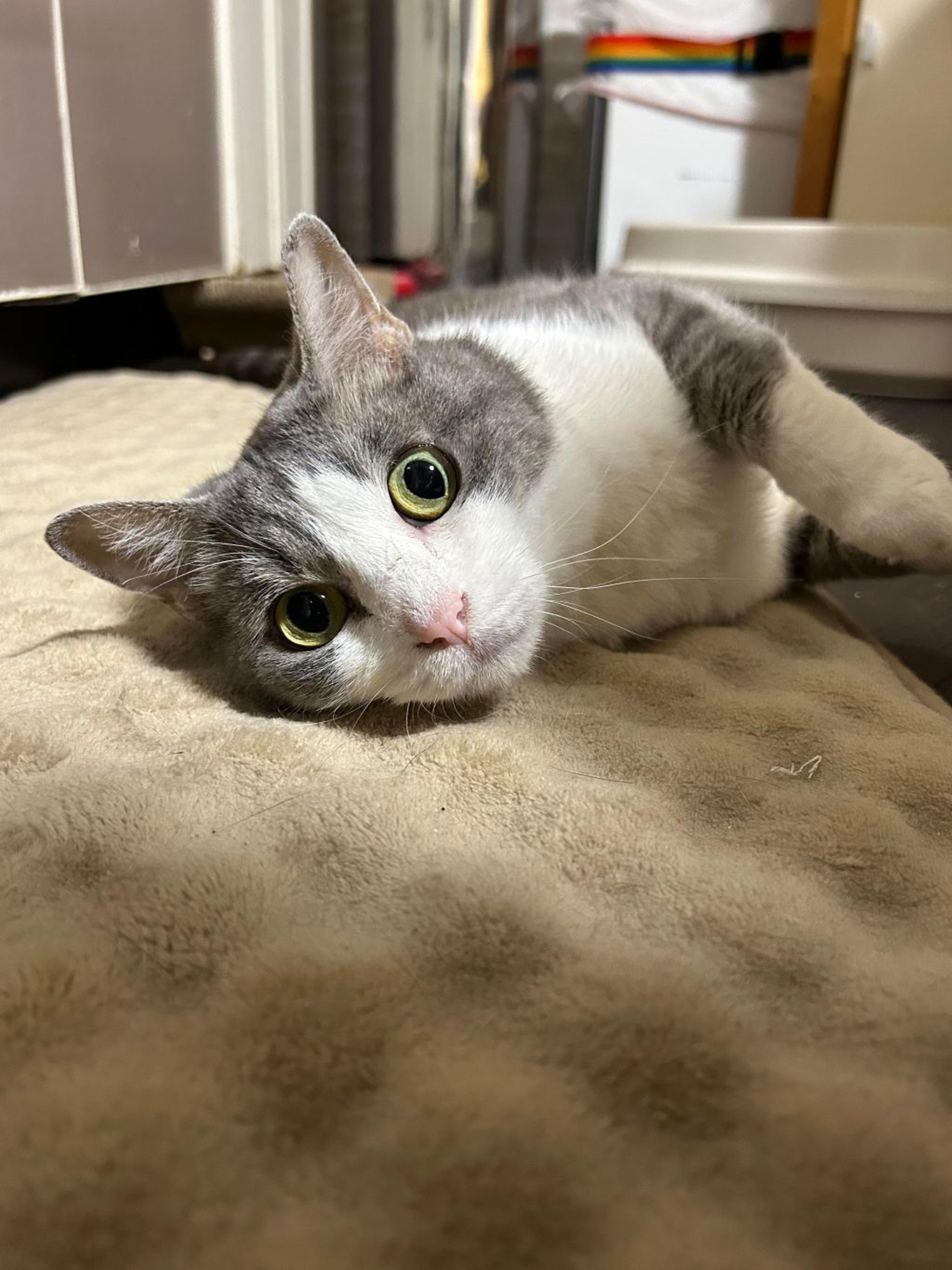 pet-image-6