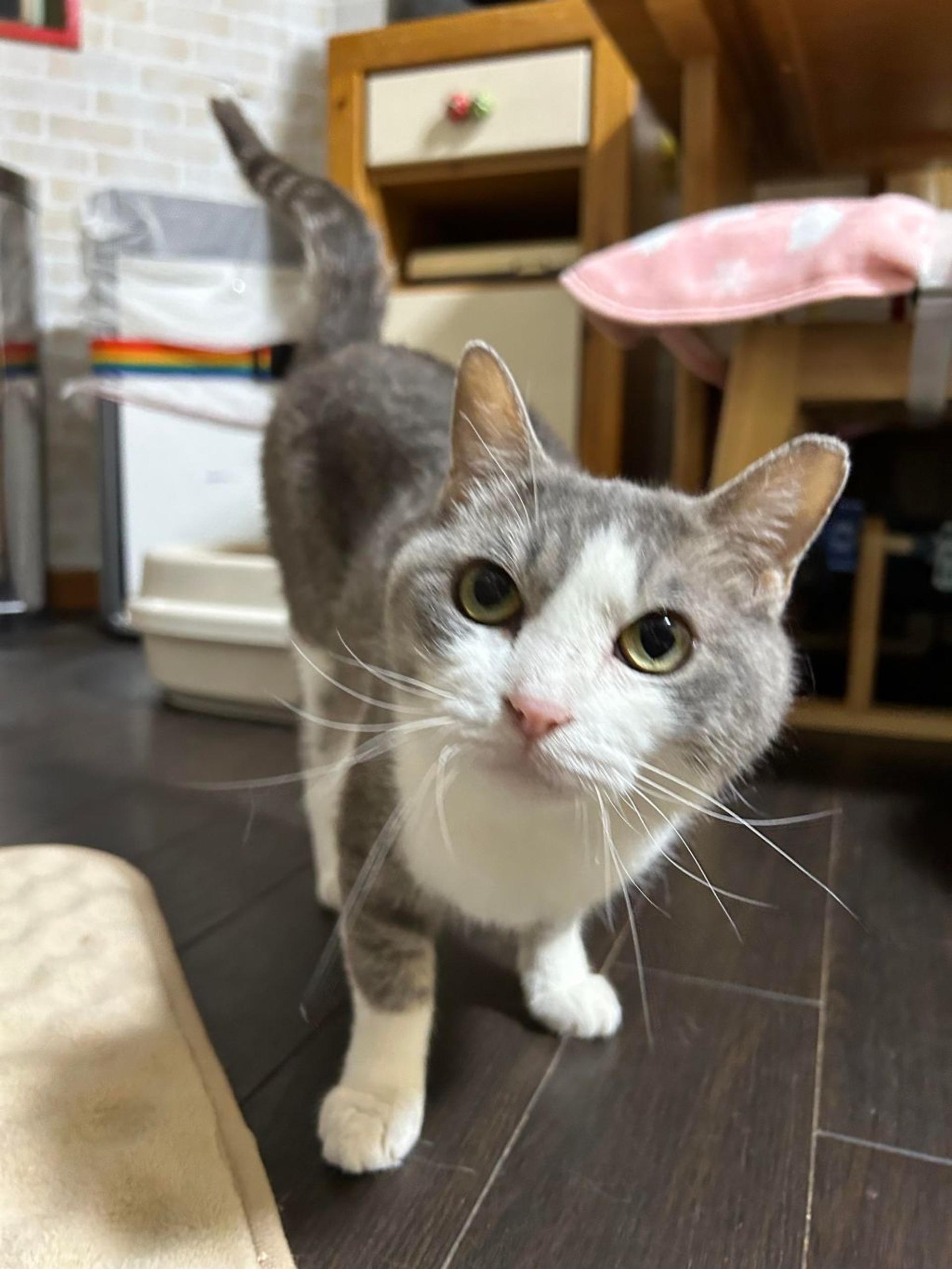 pet-image-7