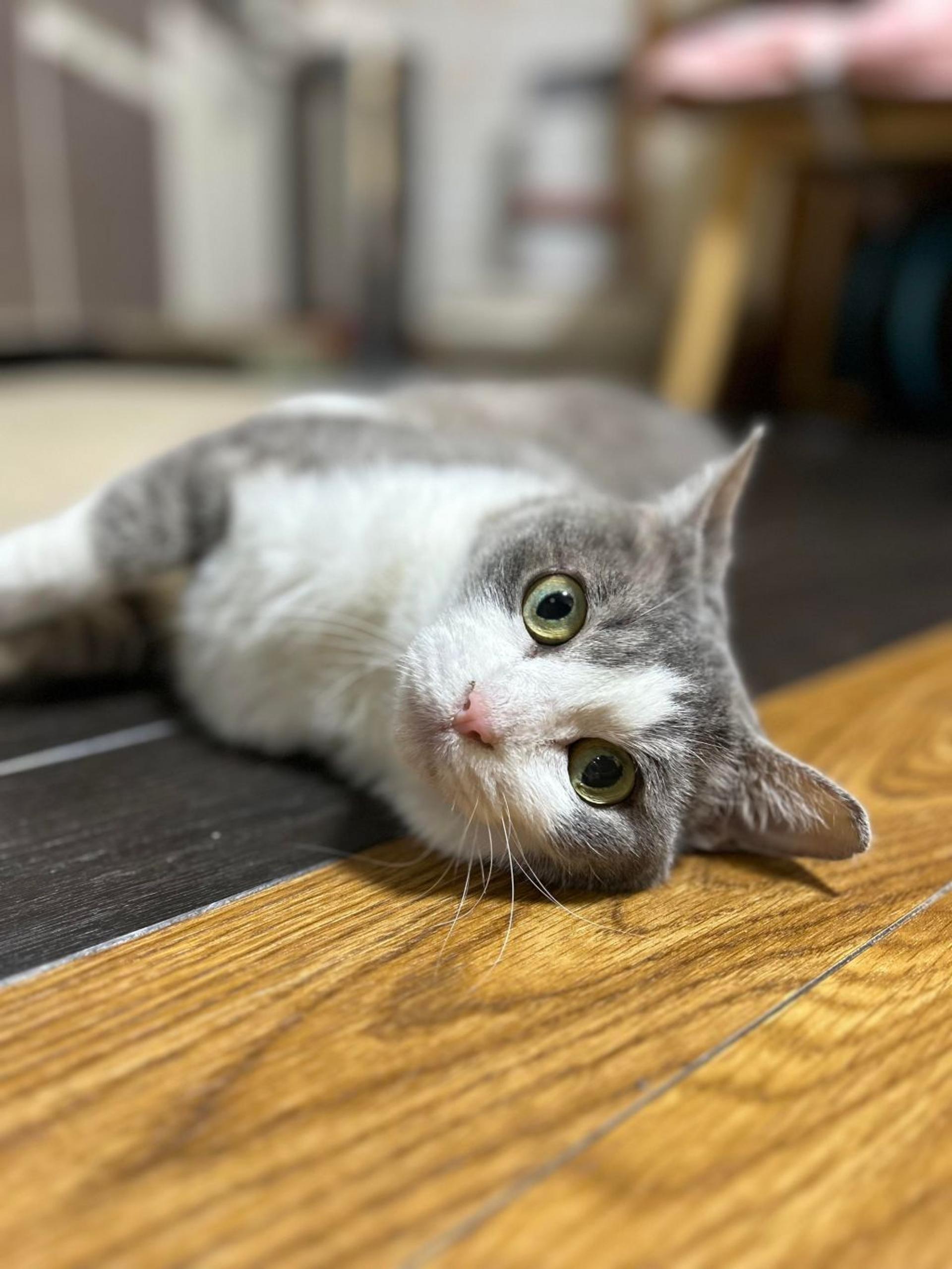 pet-image-8