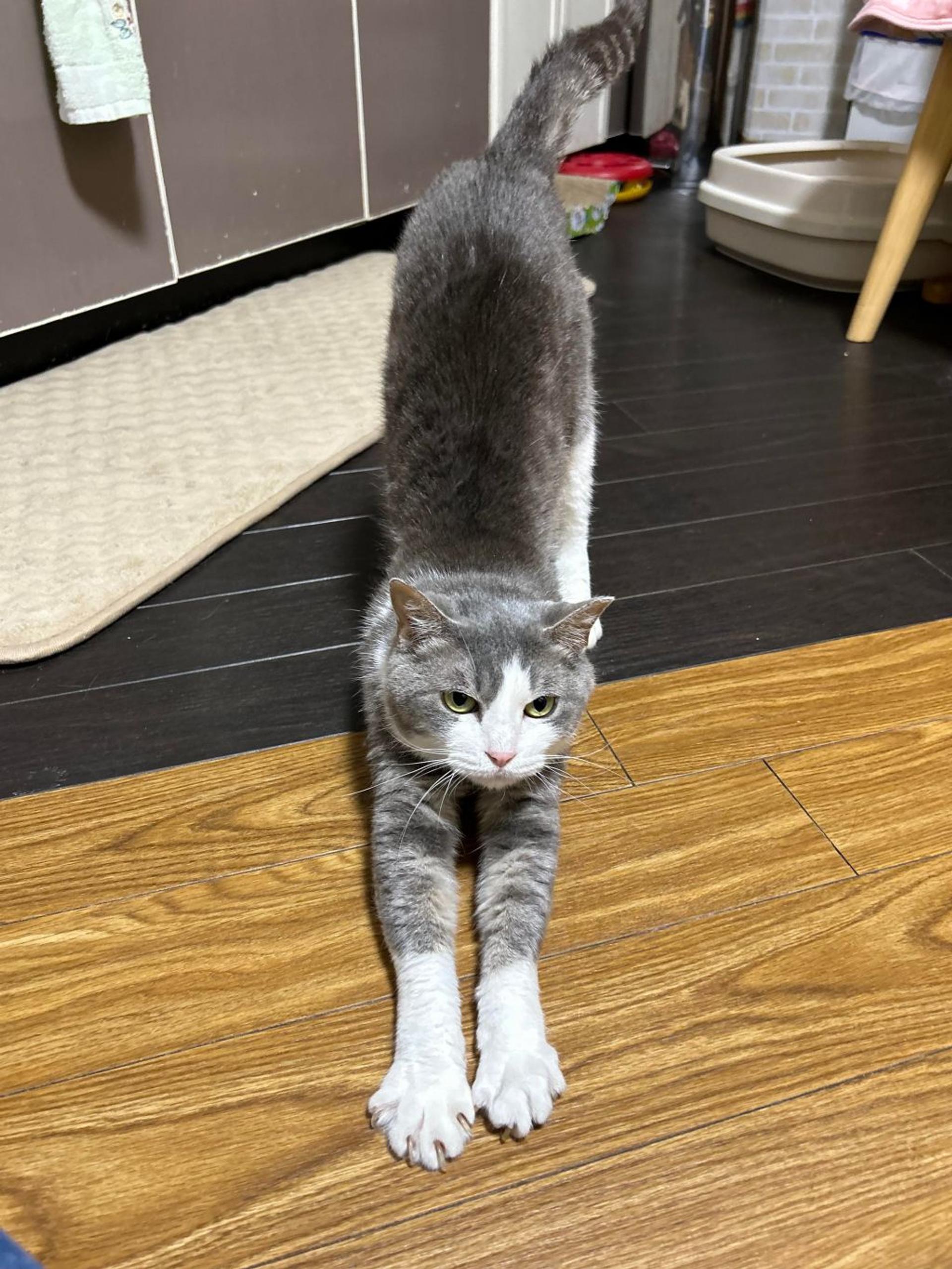 pet-image-10