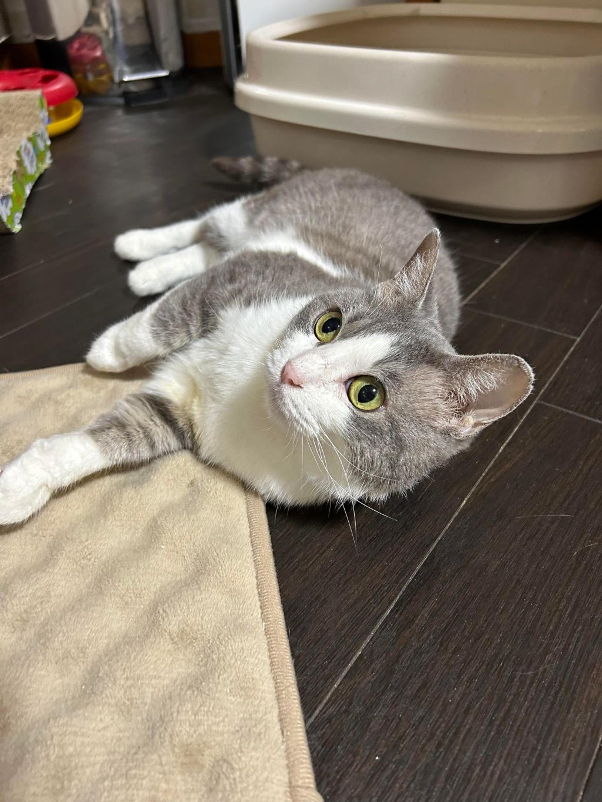 pet-image-2