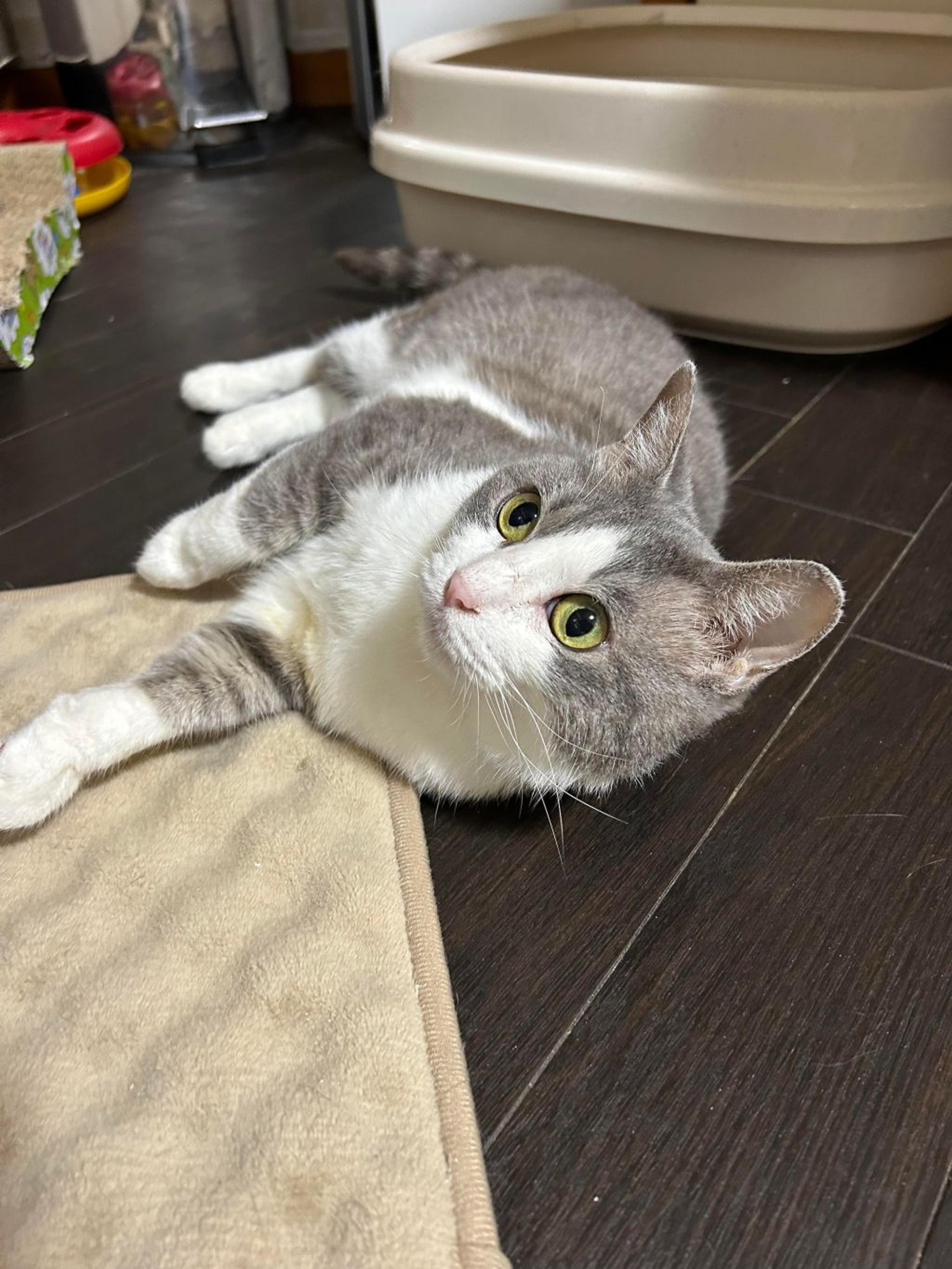 pet-image-2