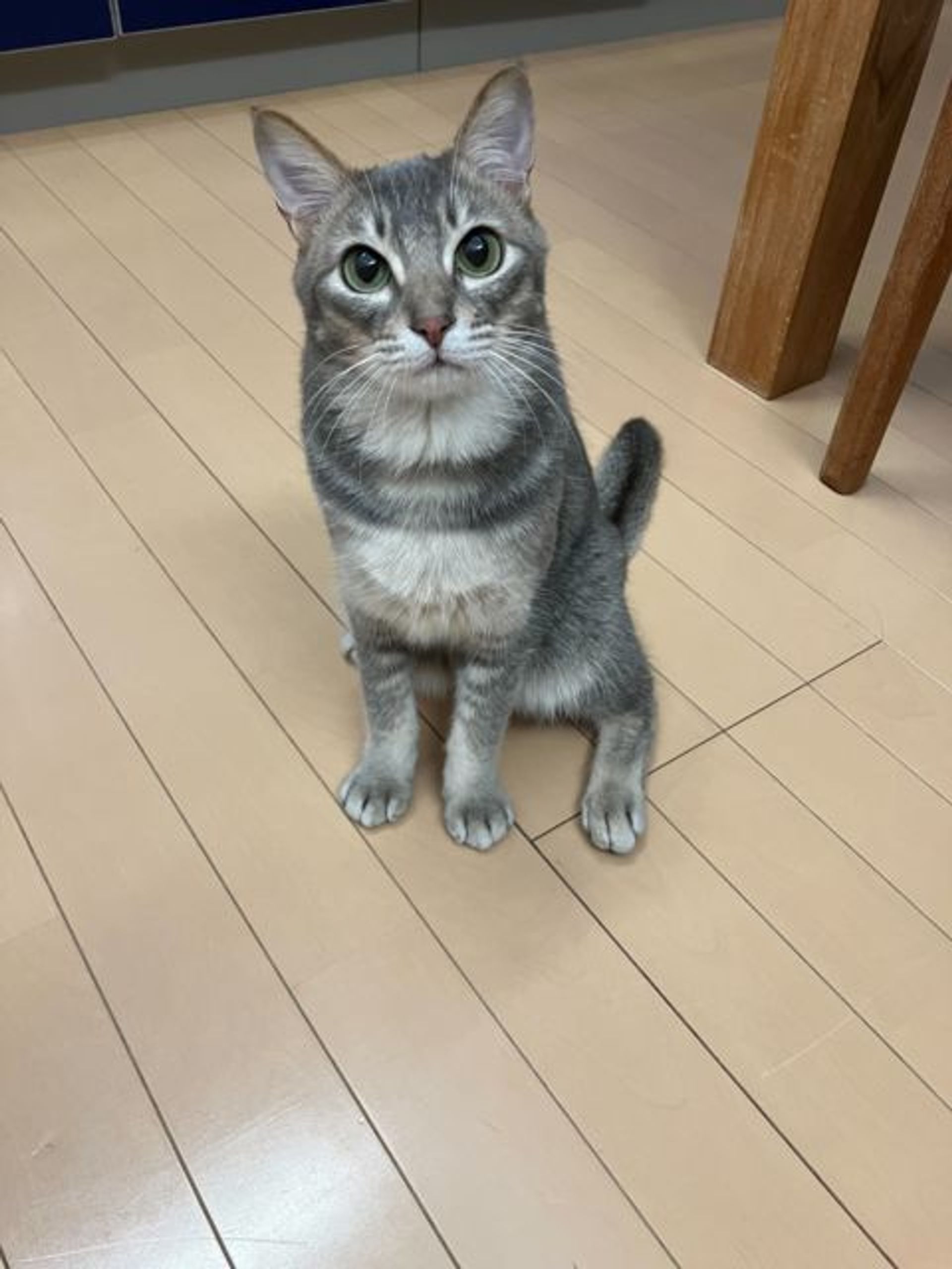 雑種（ミックス猫）・オスの里親募集の写真