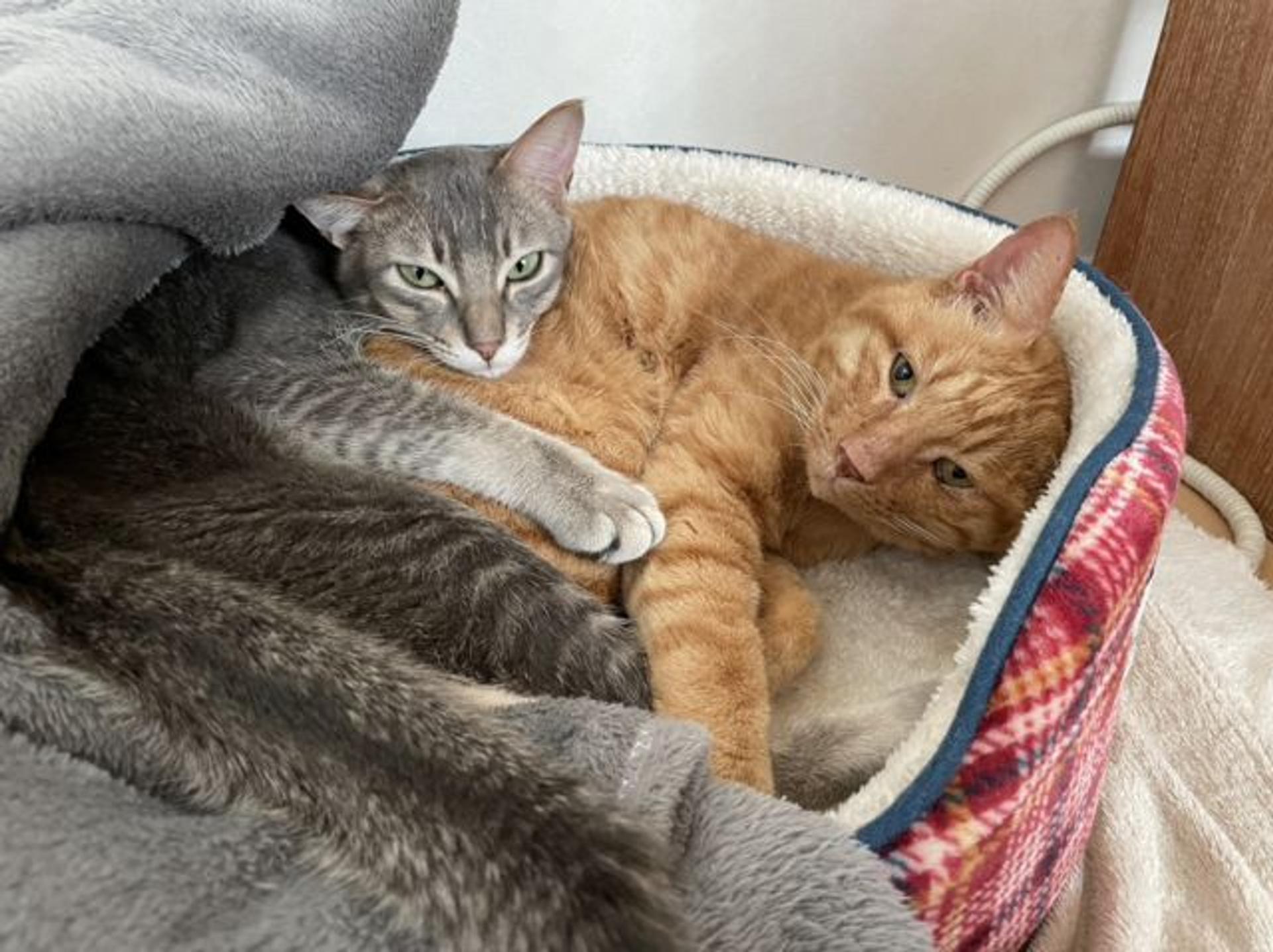 pet-image-3