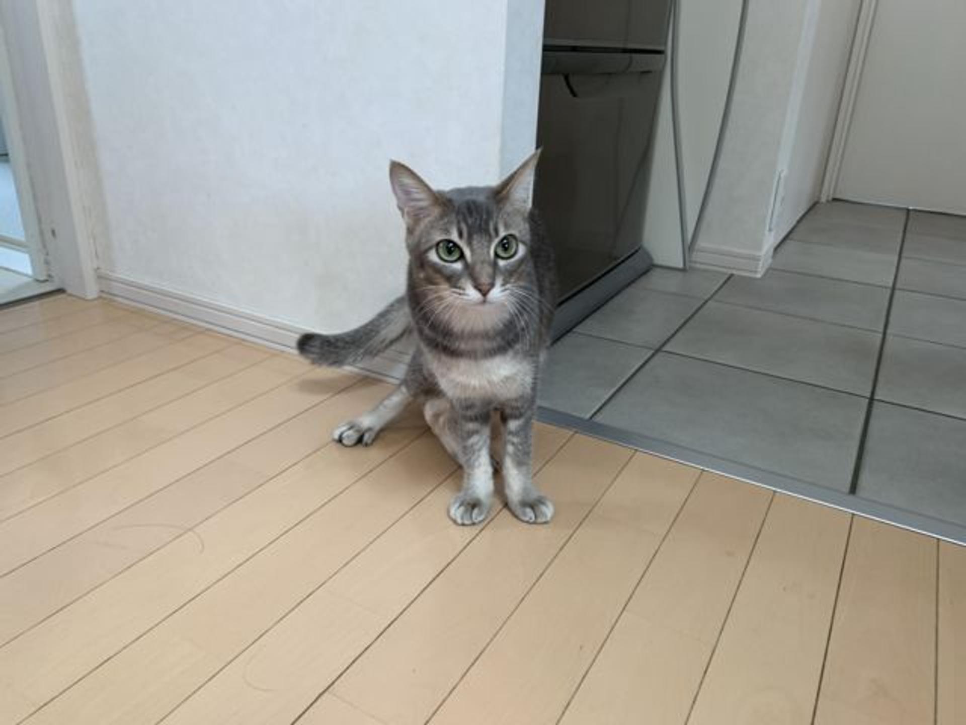 pet-image-4