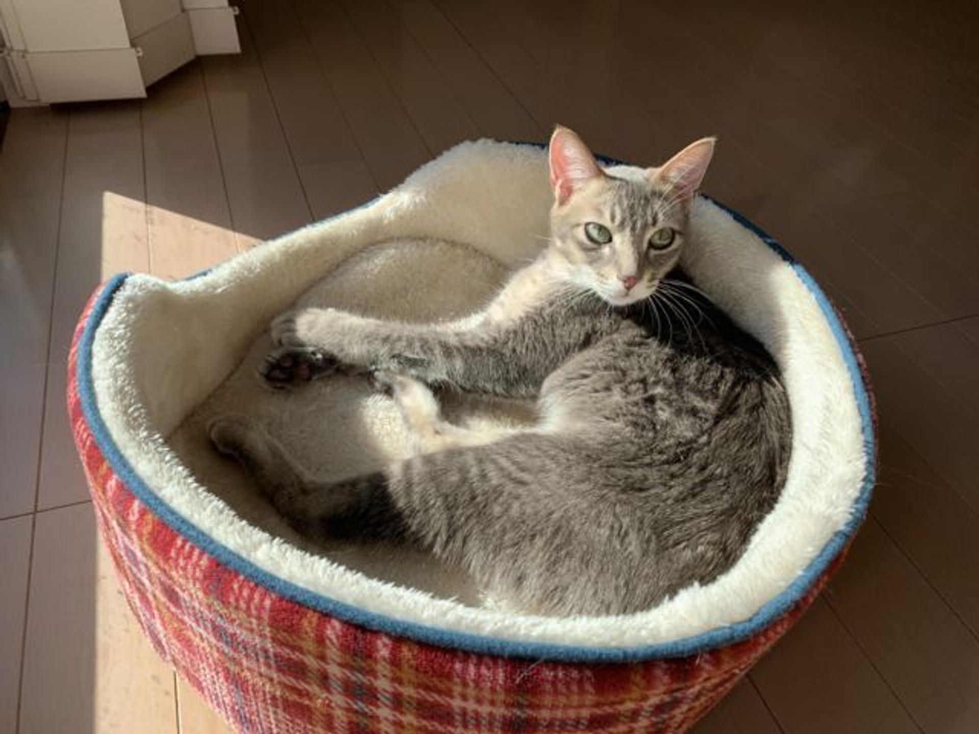 pet-image-5