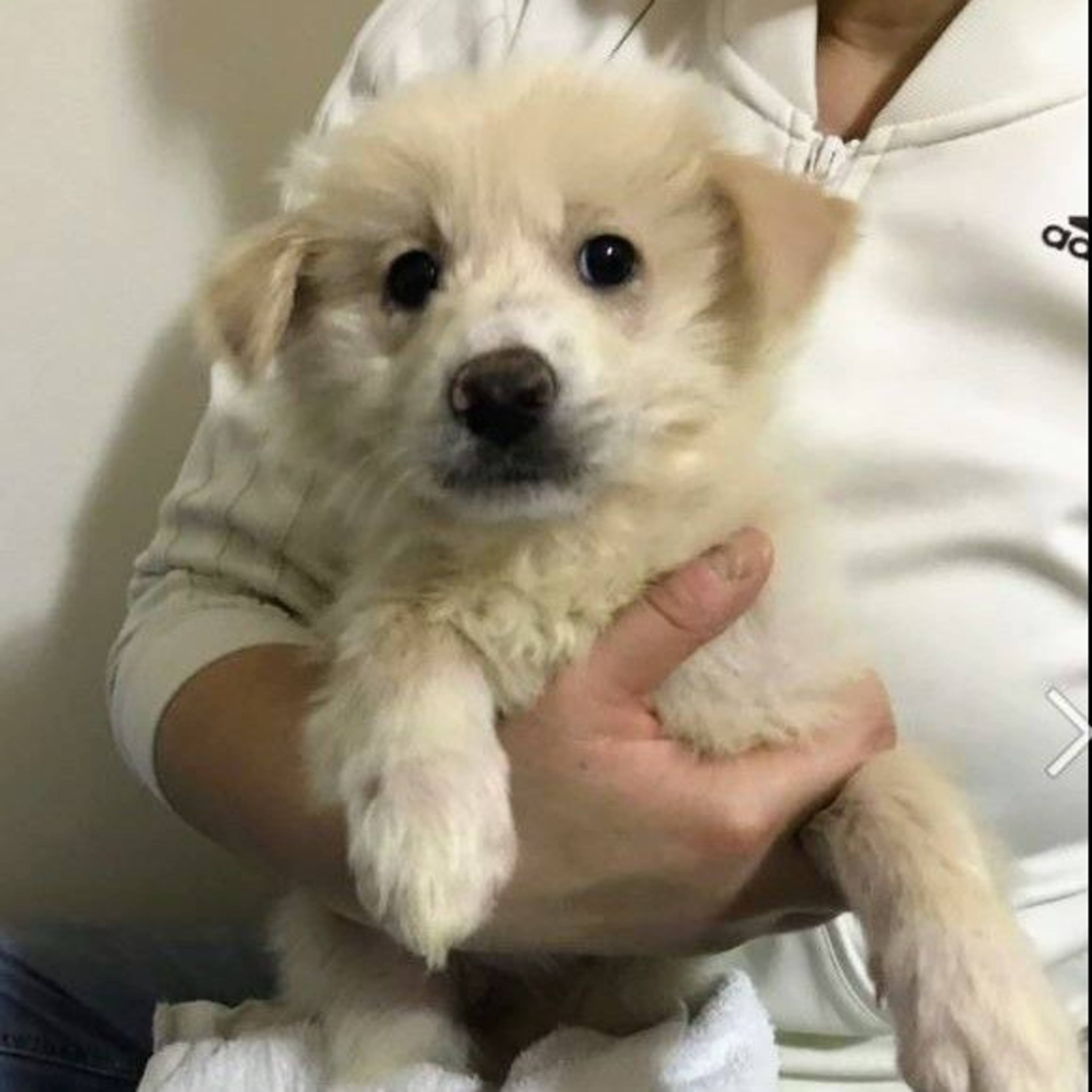 雑種（ミックス犬）・メスの里親募集の写真