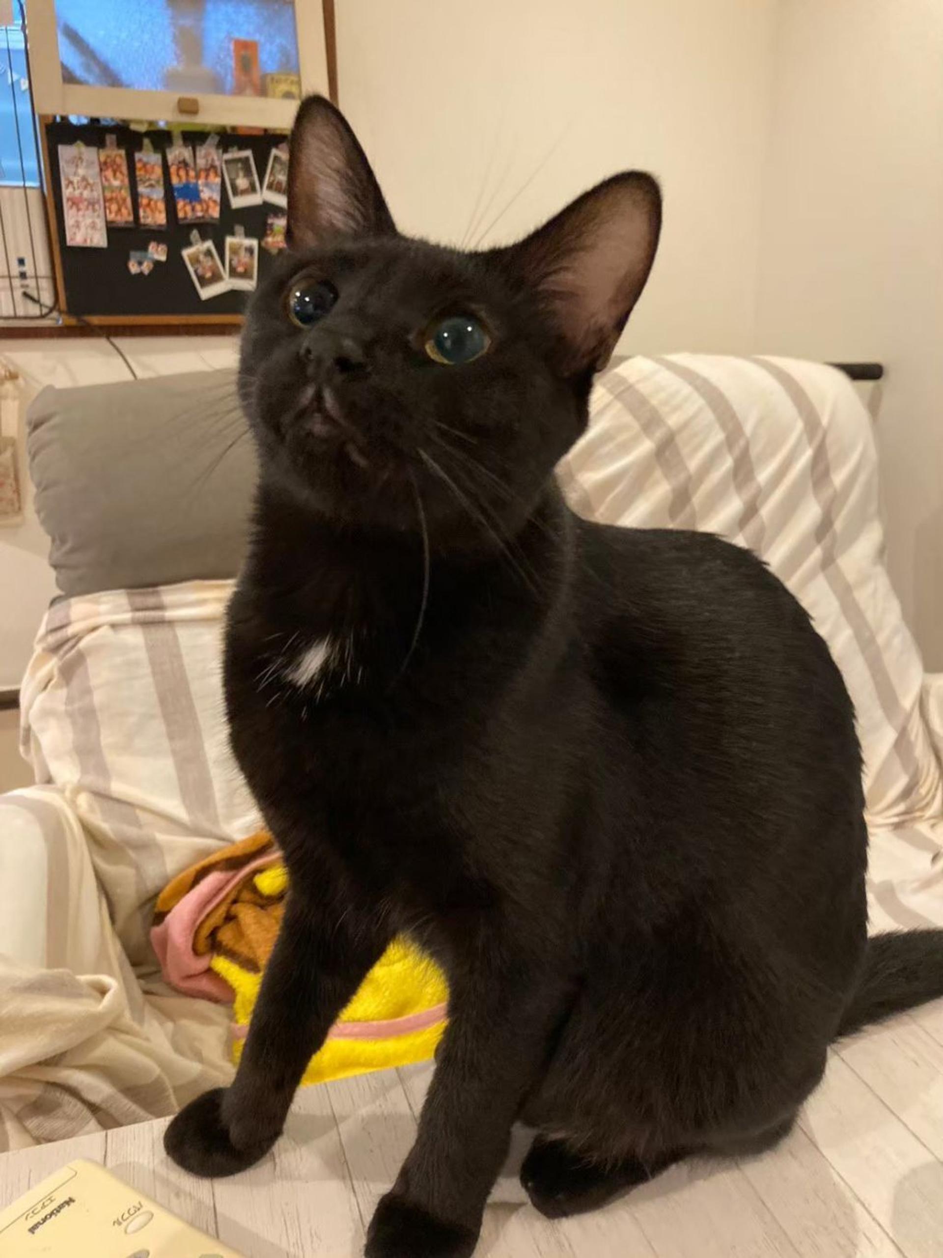 pet-image-2