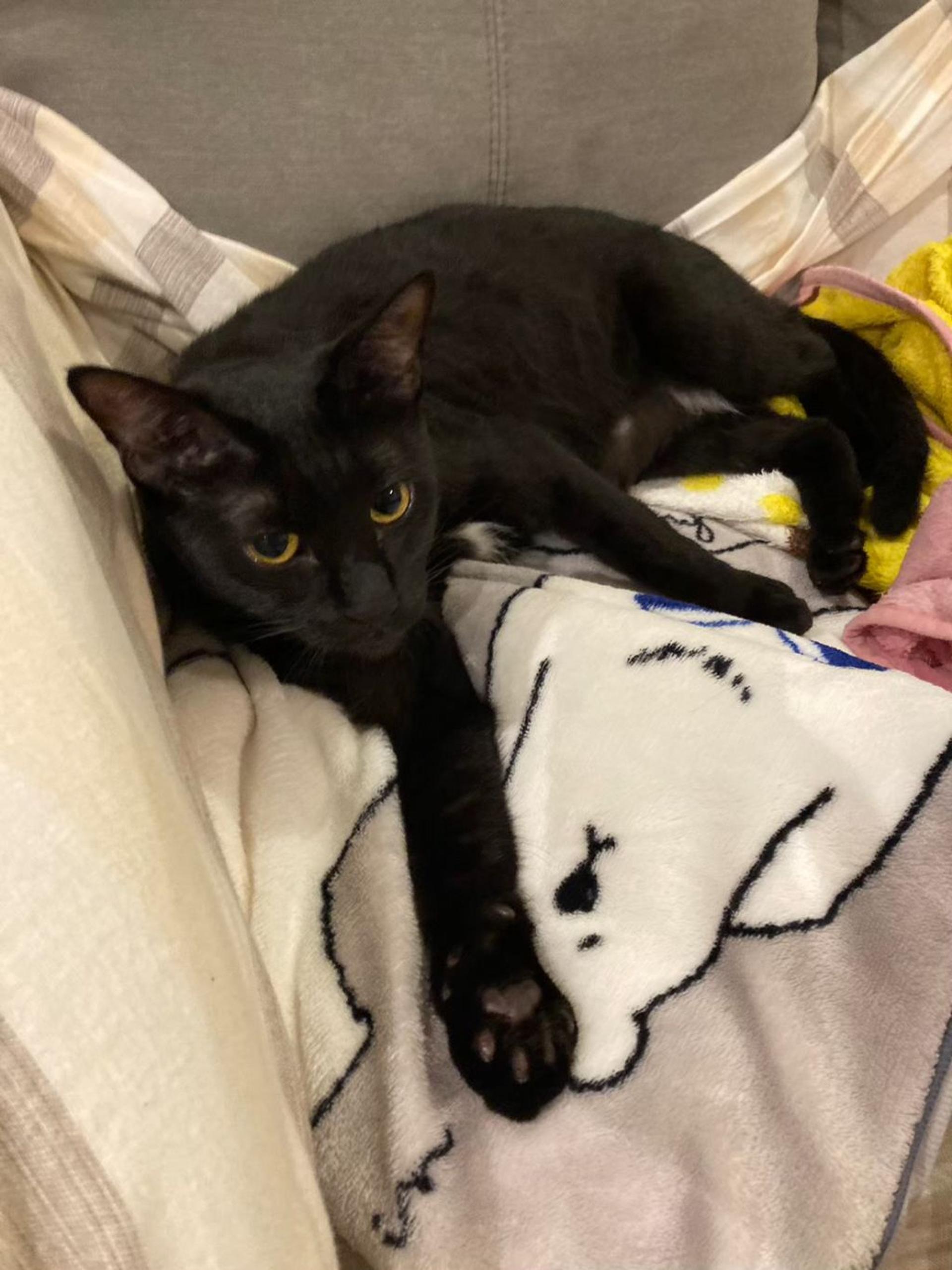 pet-image-3