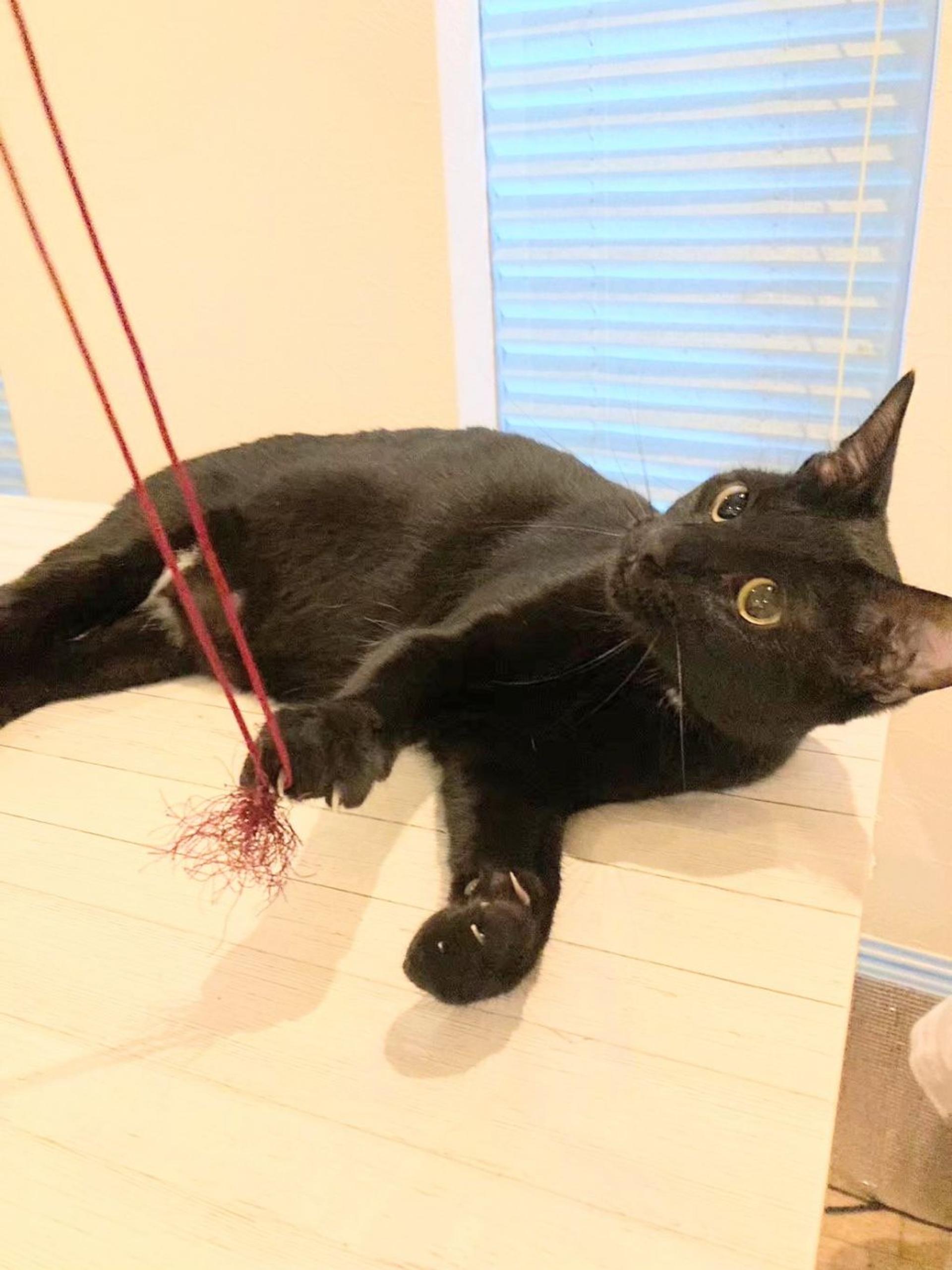 pet-image-4