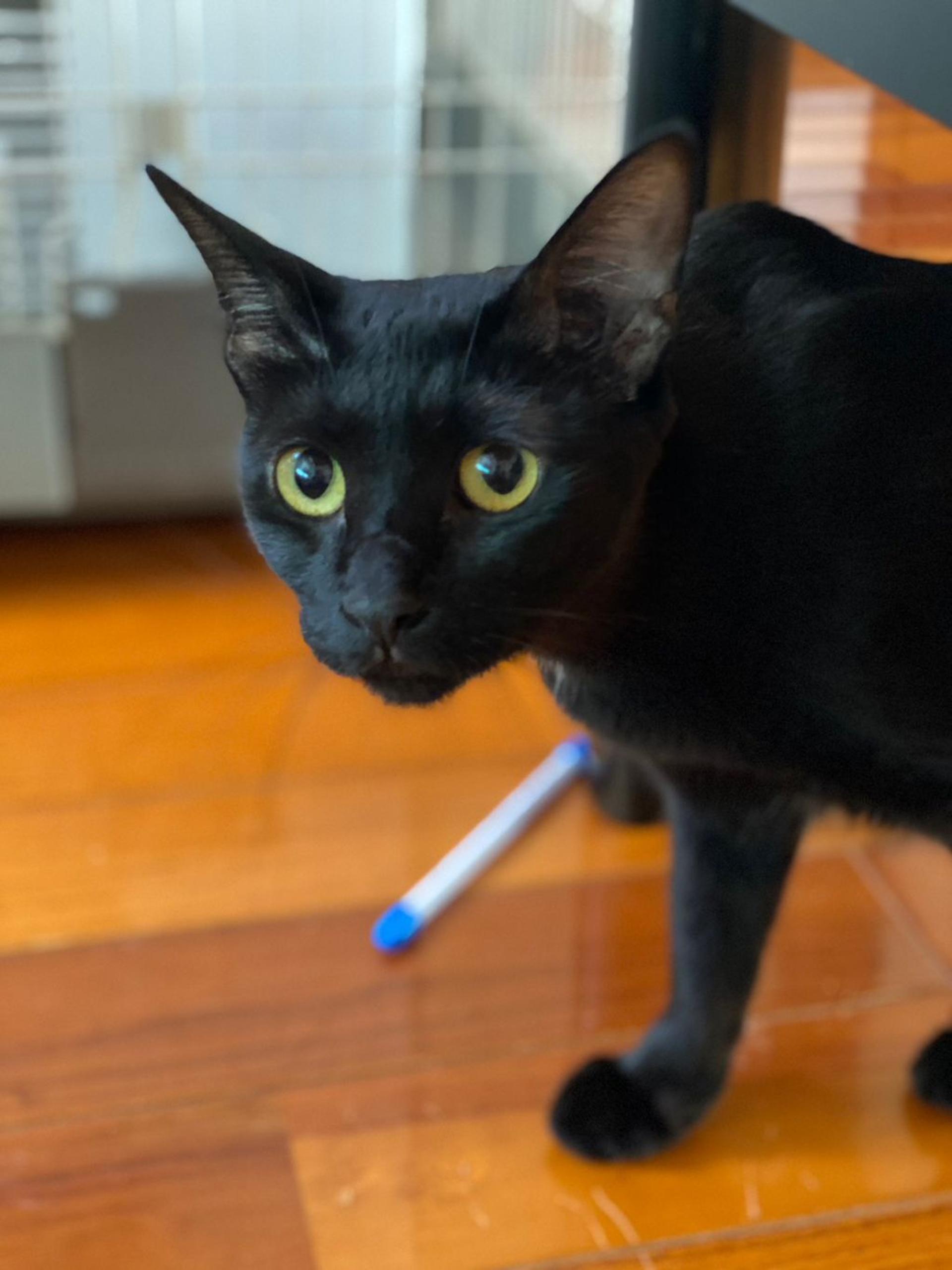 pet-image-6