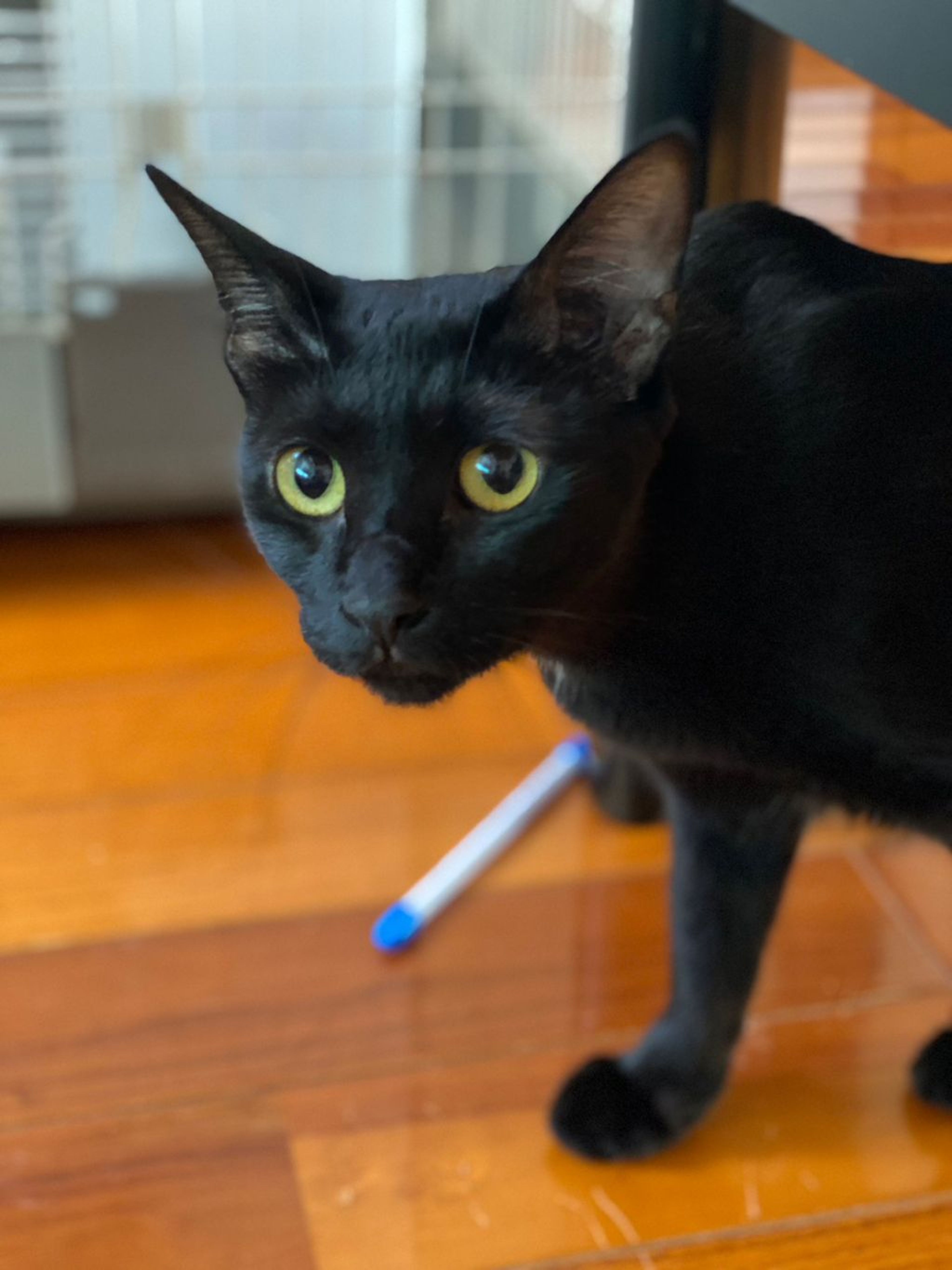 pet-image-6