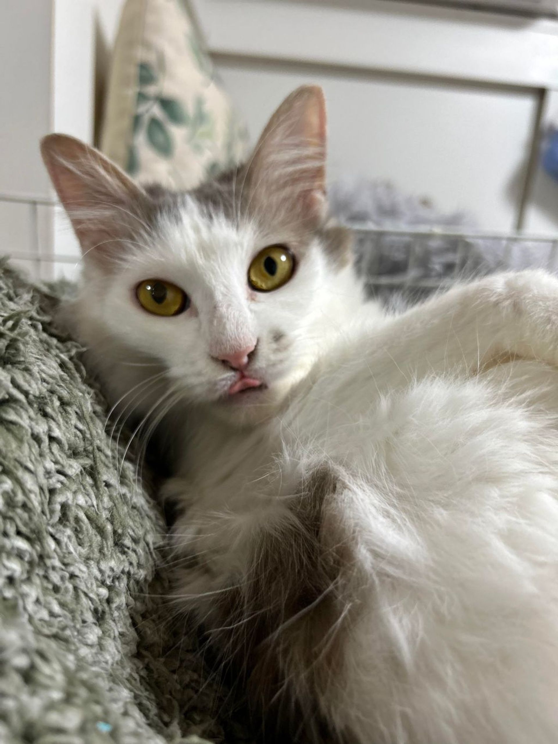 雑種（ミックス猫）・メスの里親募集の写真
