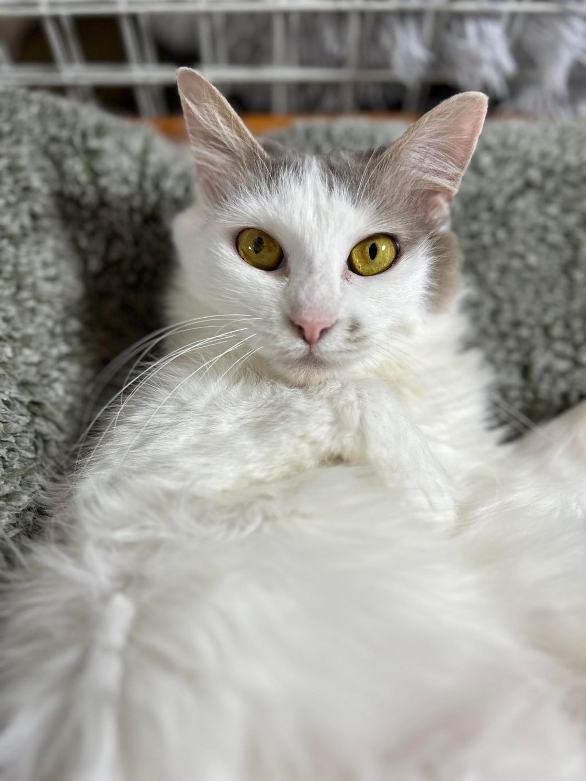 pet-image-6