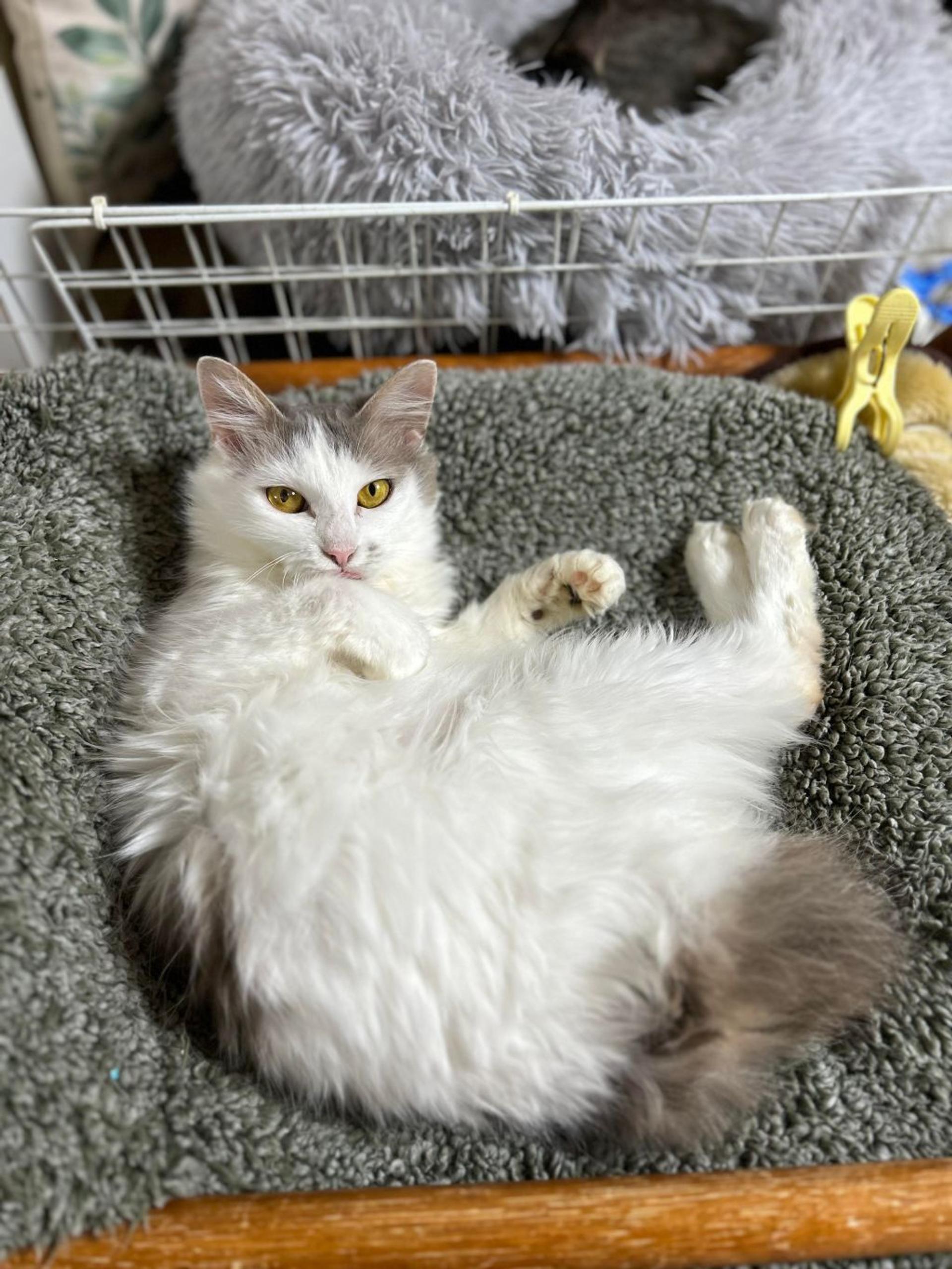 pet-image-7