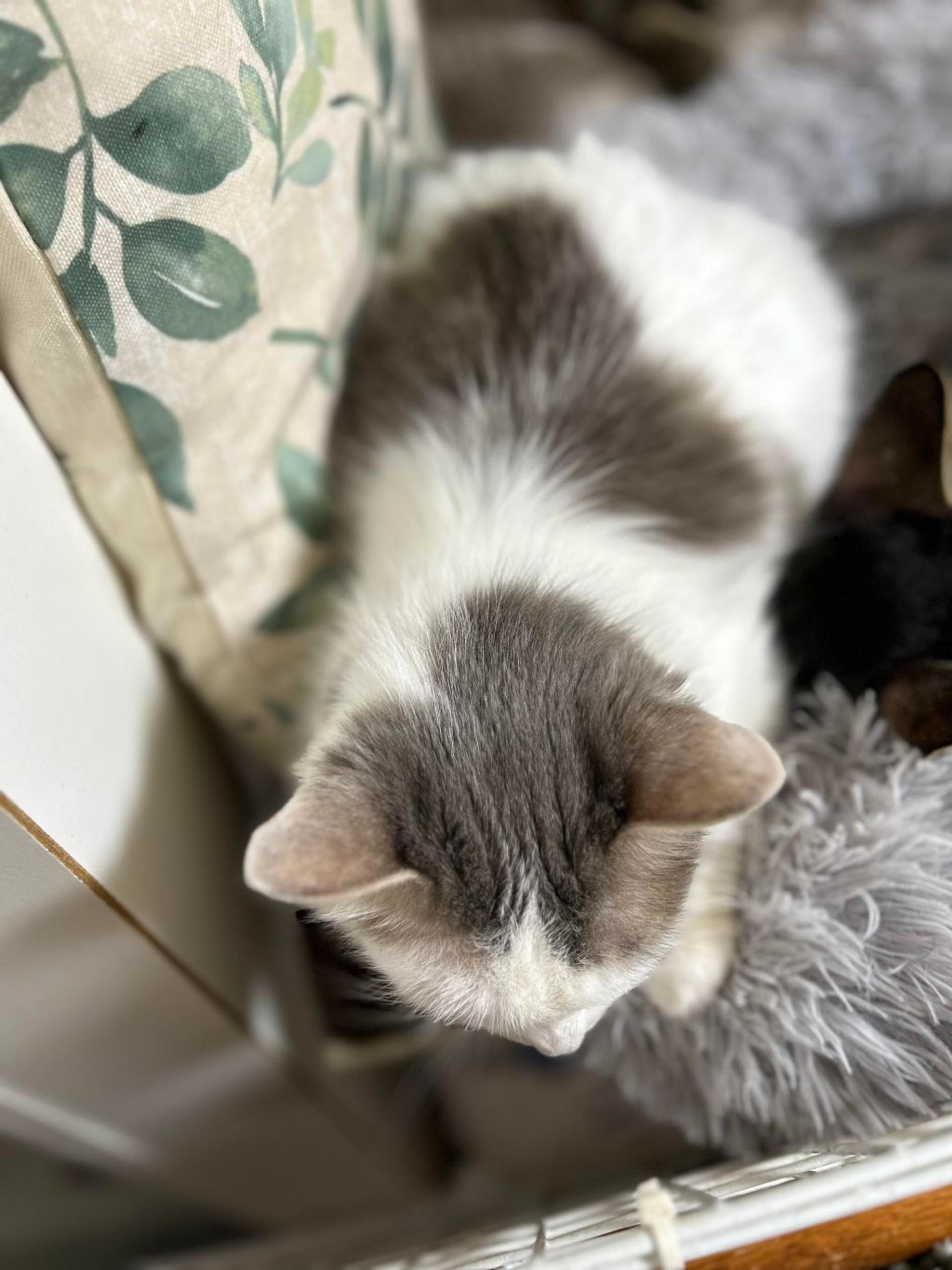 pet-image-9