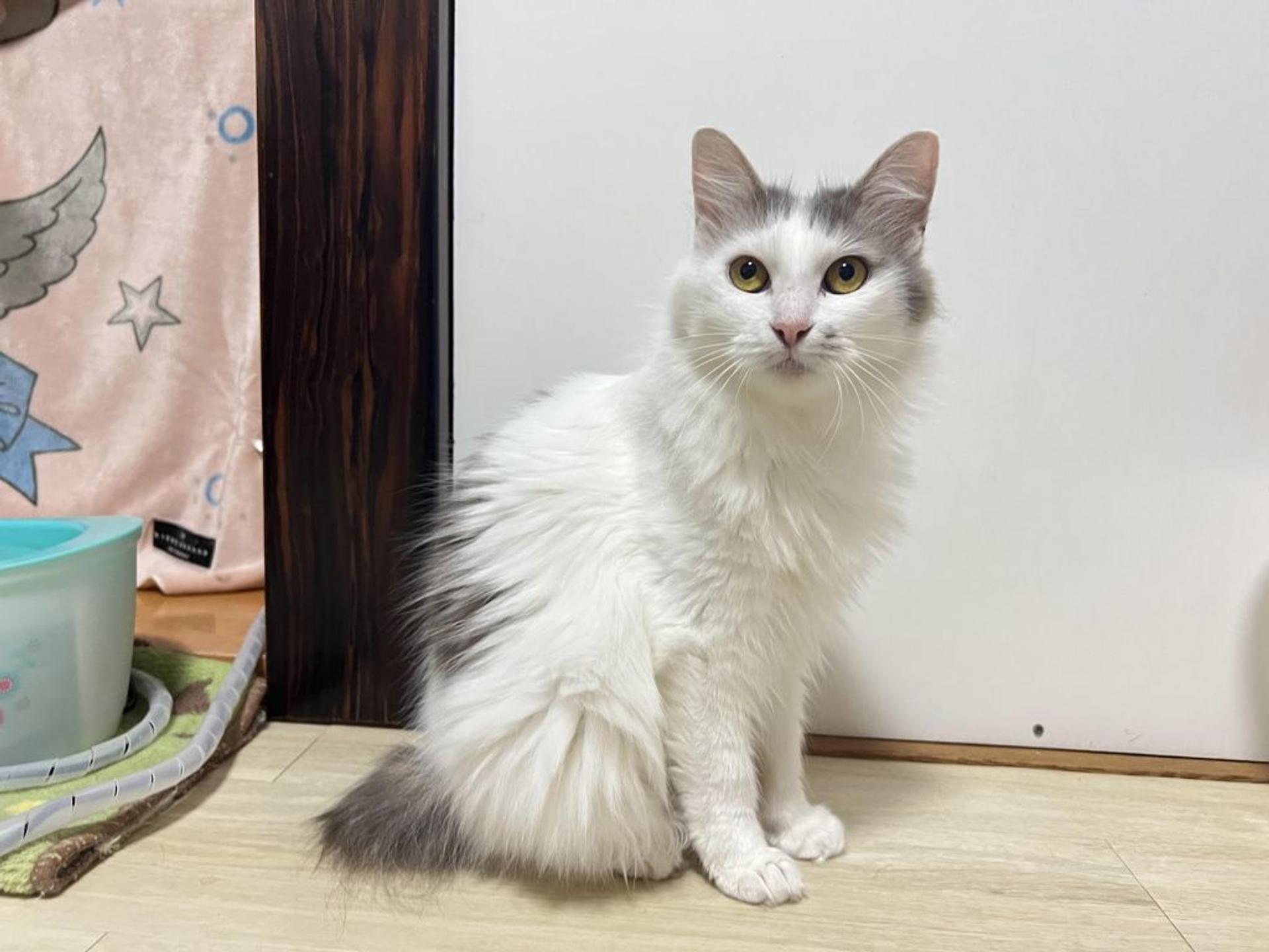 pet-image-2