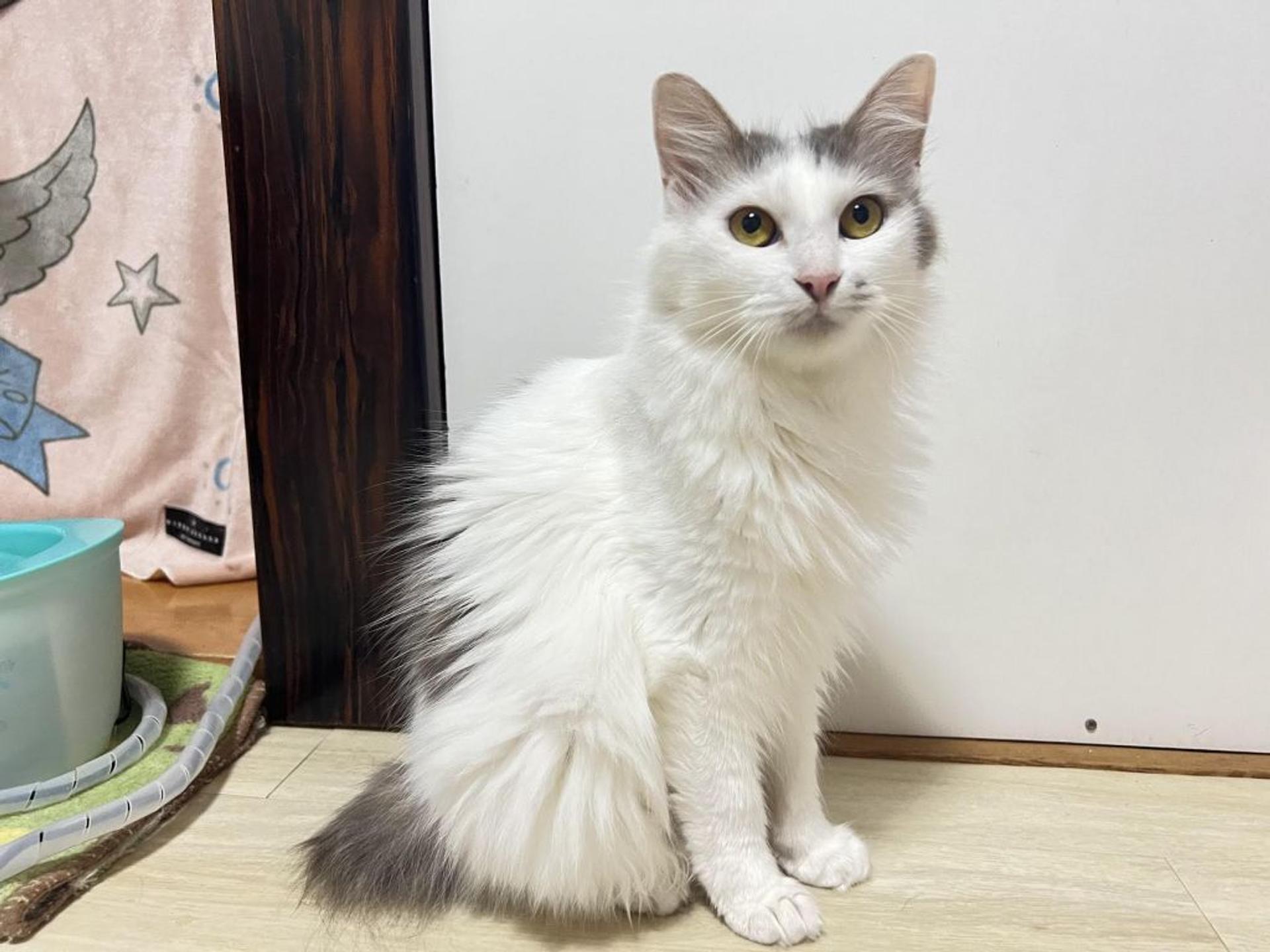 pet-image-4