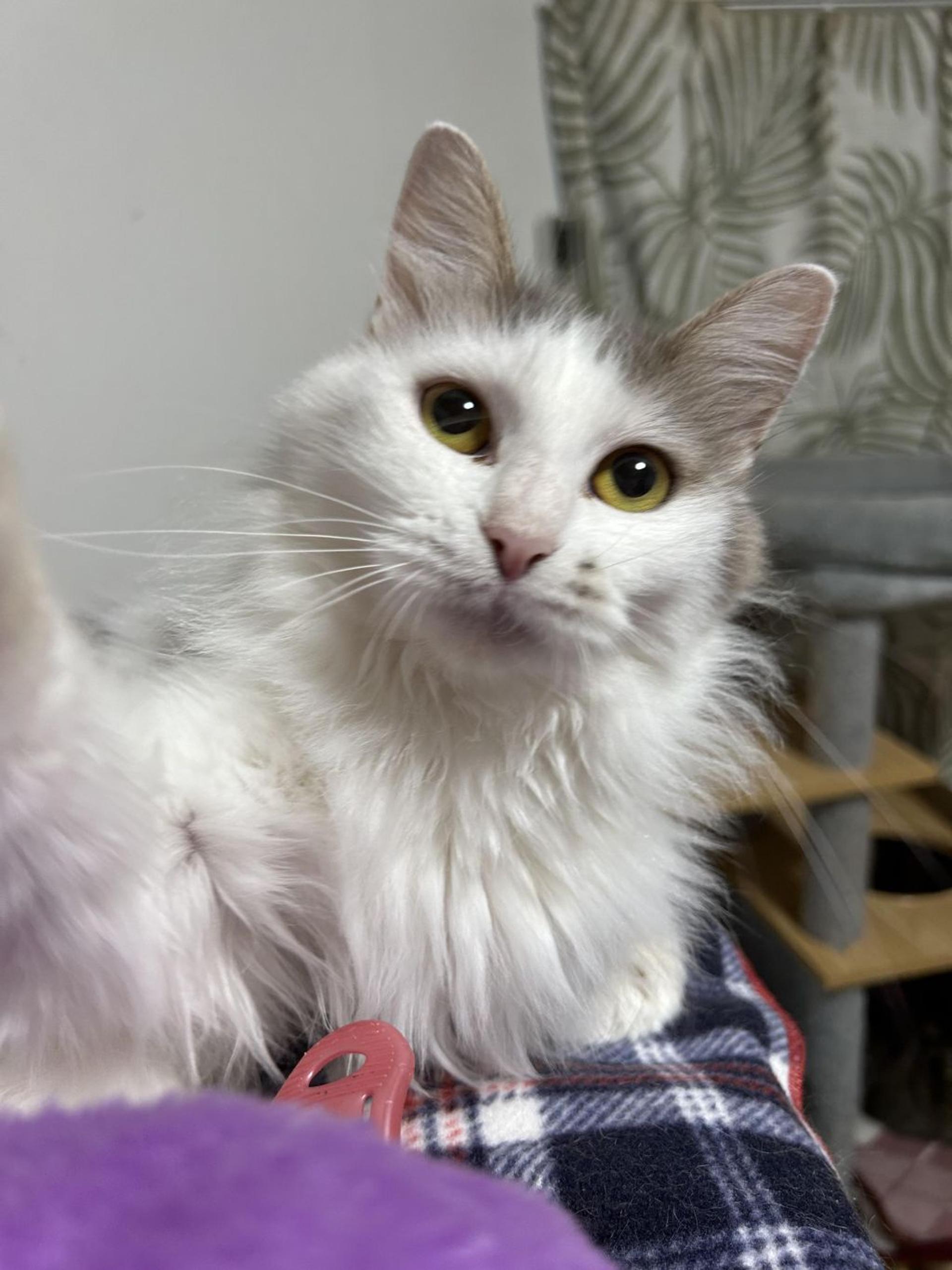 pet-image-5