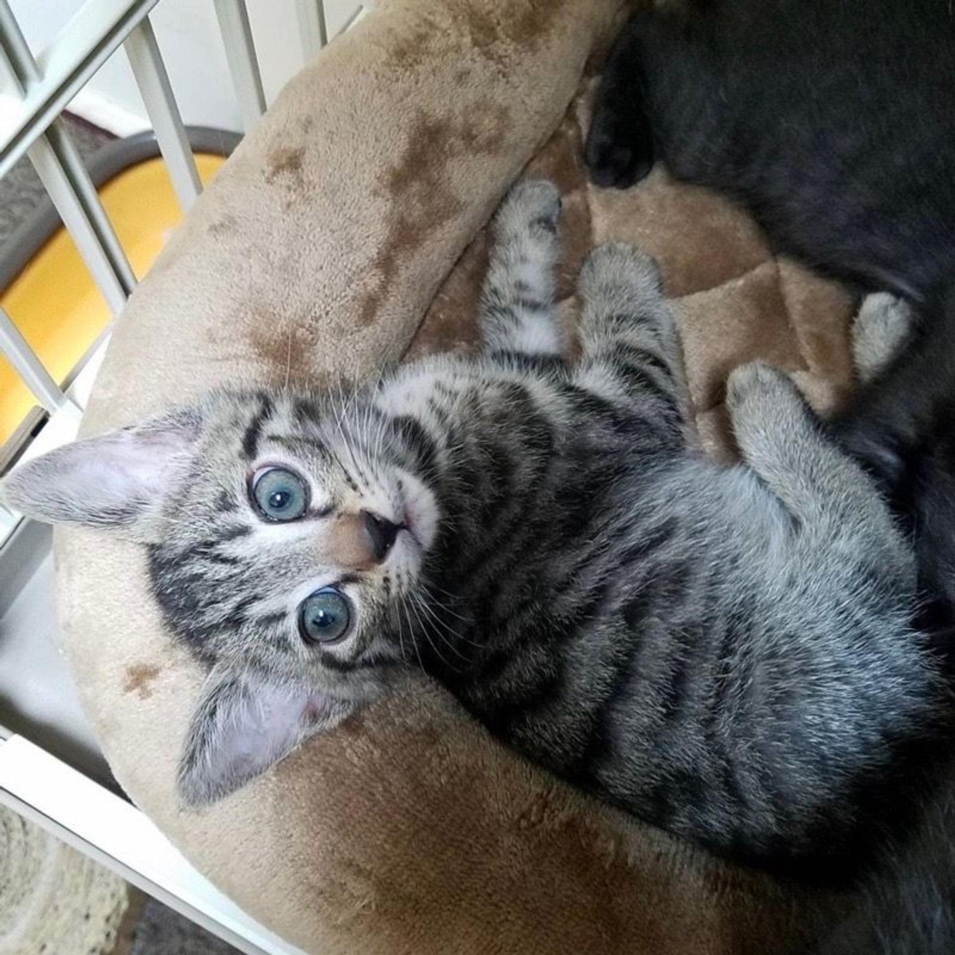 pet-image-4