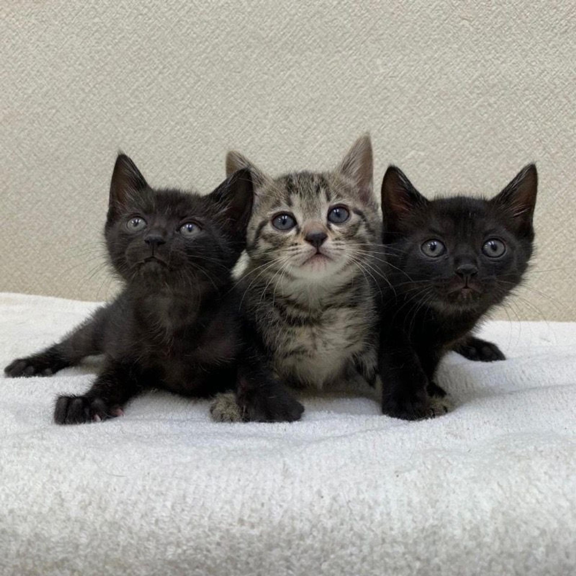 pet-image-7