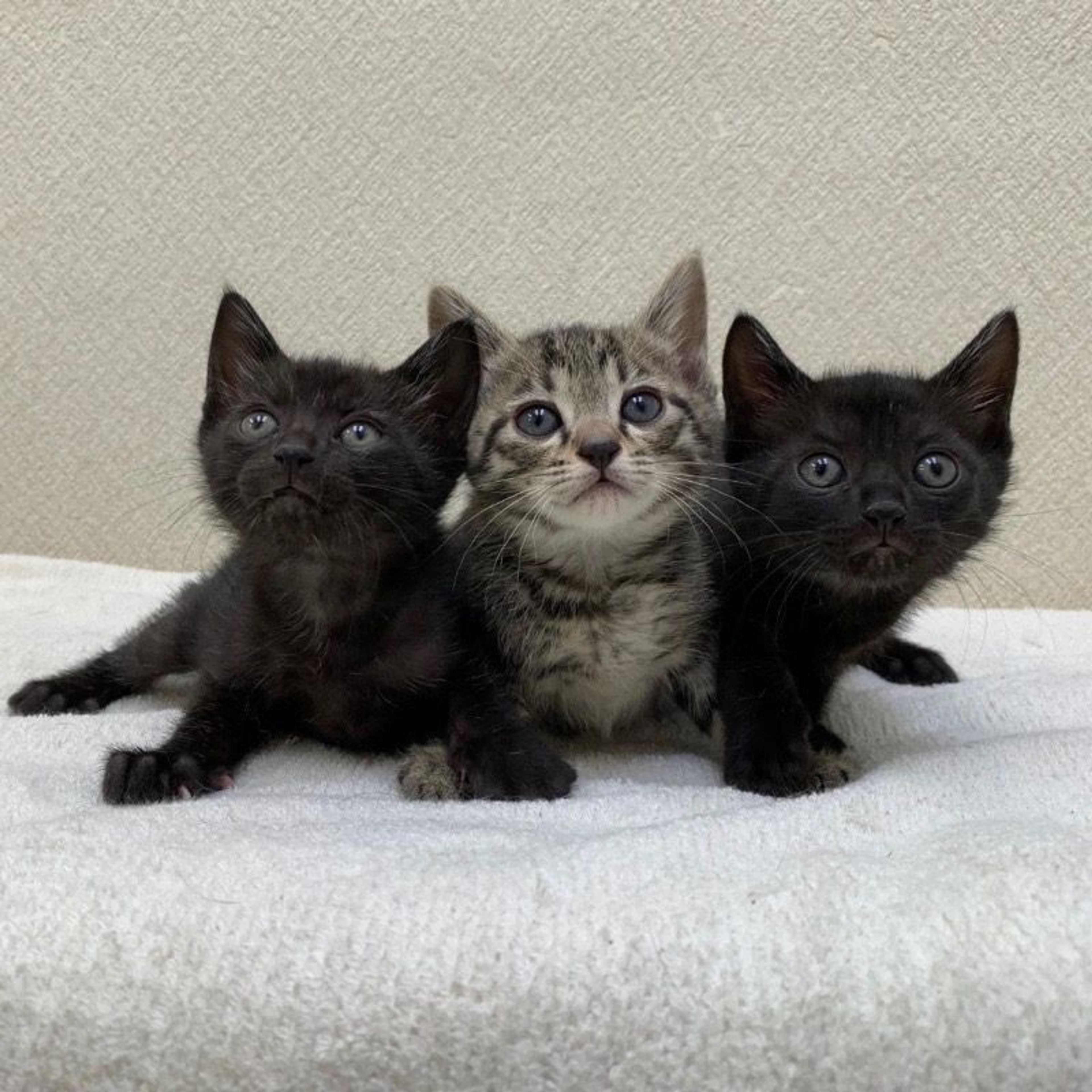 pet-image-7