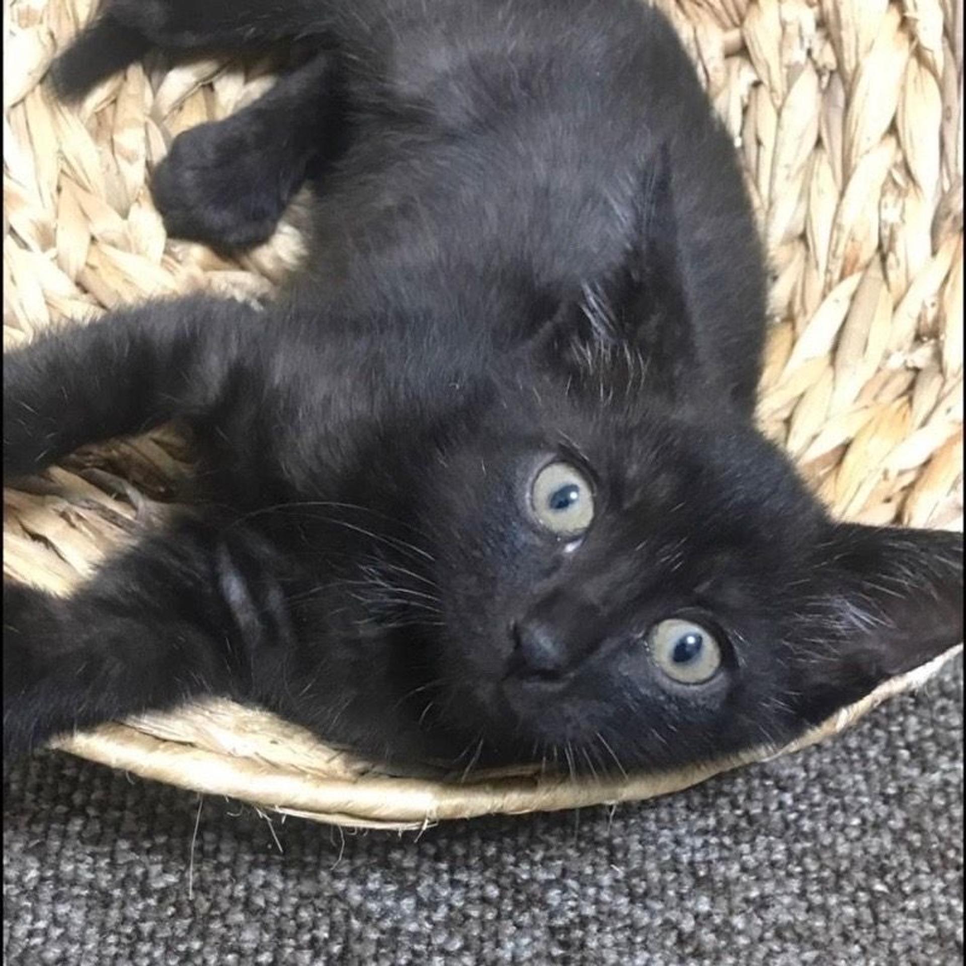 pet-image-2