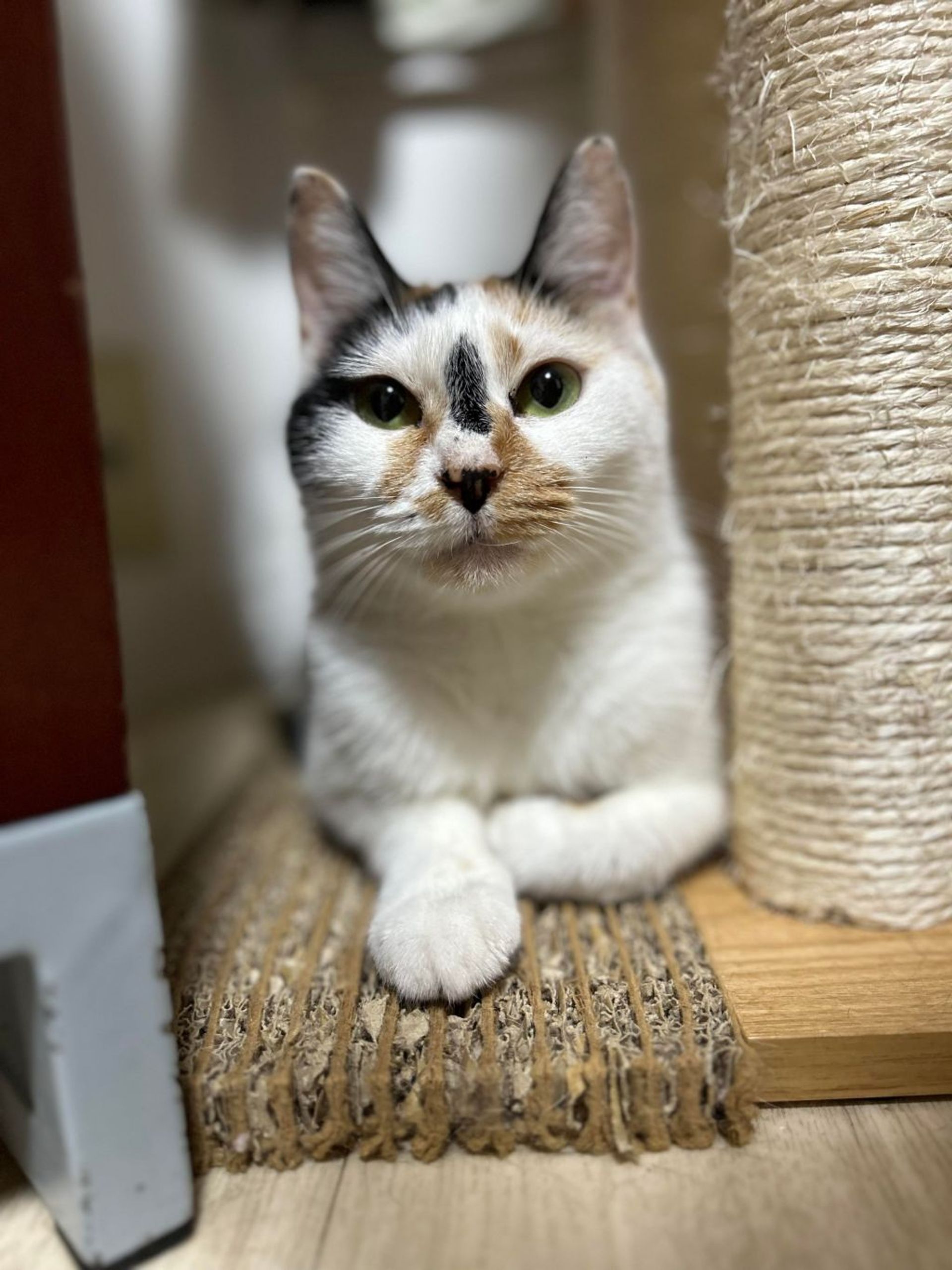 雑種（ミックス猫）・メスの里親募集の写真