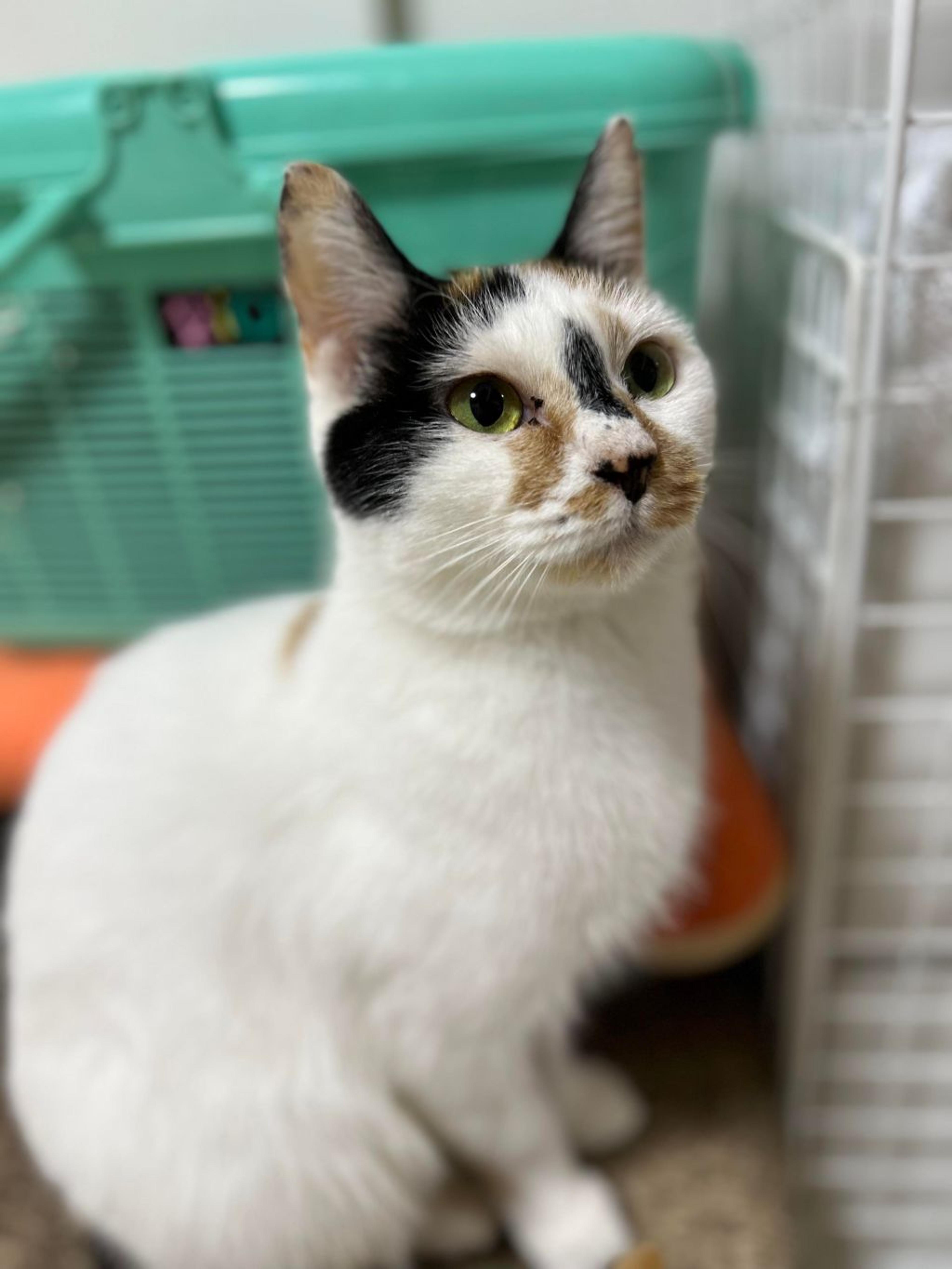 pet-image-3