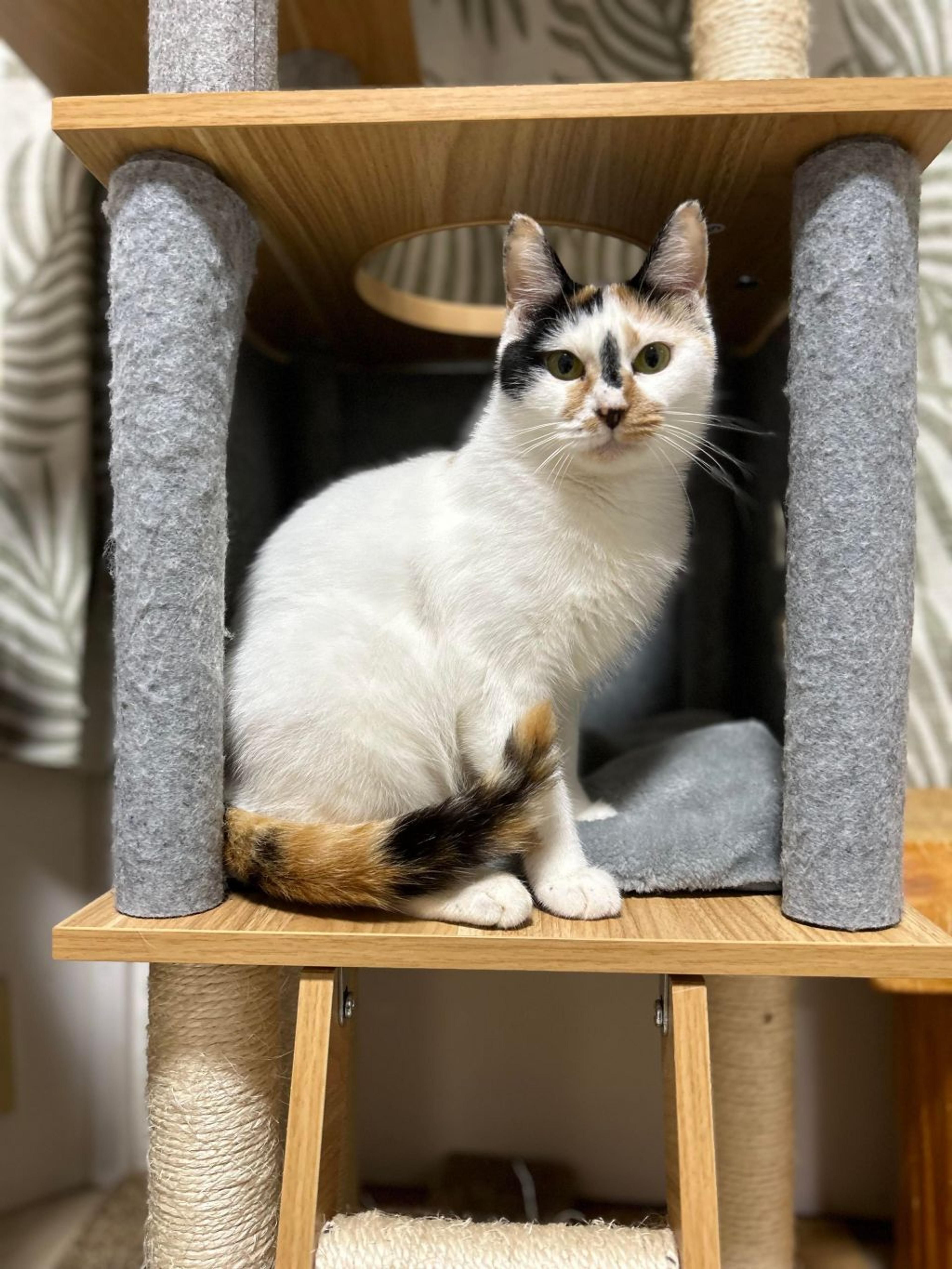 pet-image-5