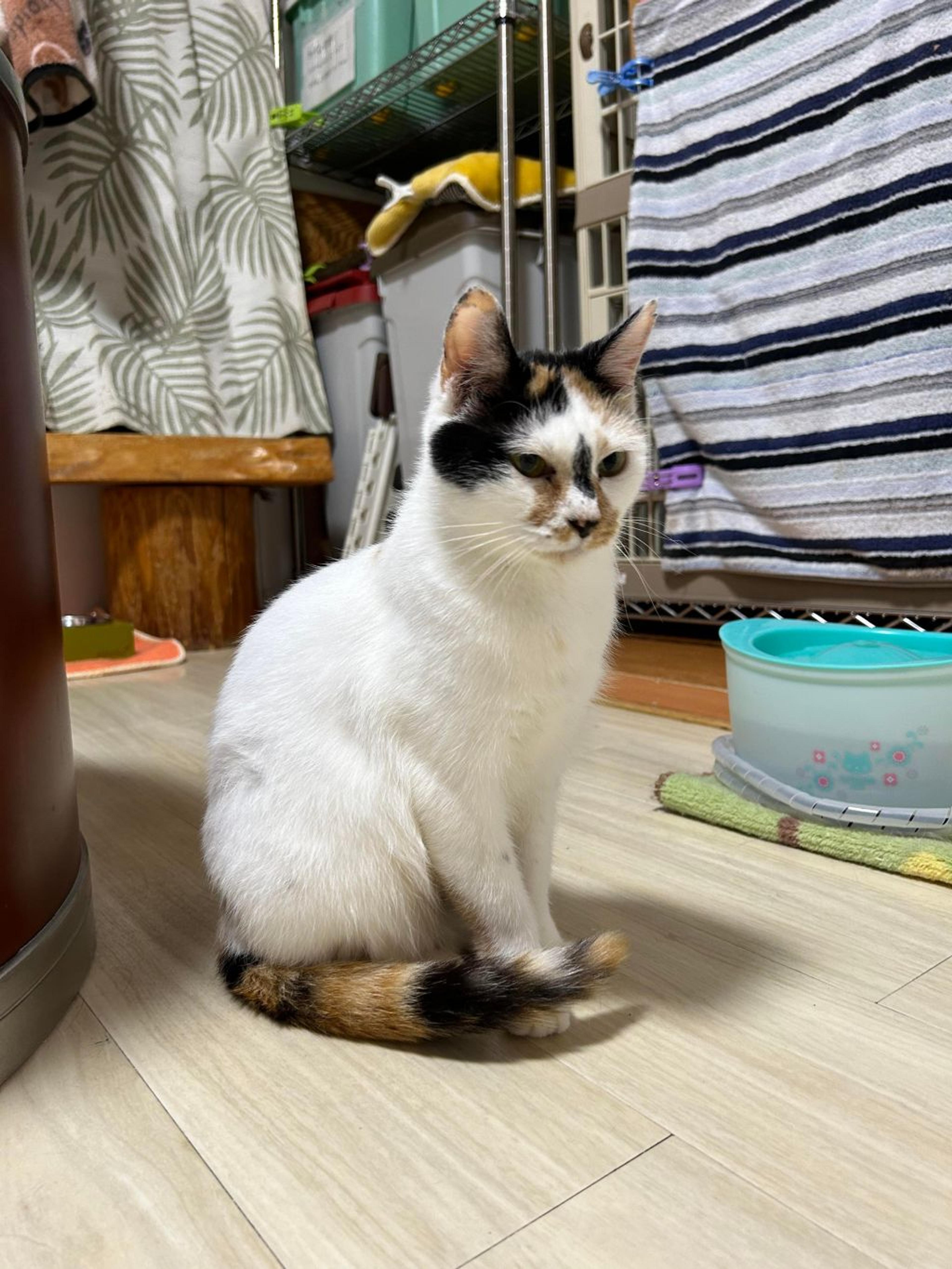 pet-image-6
