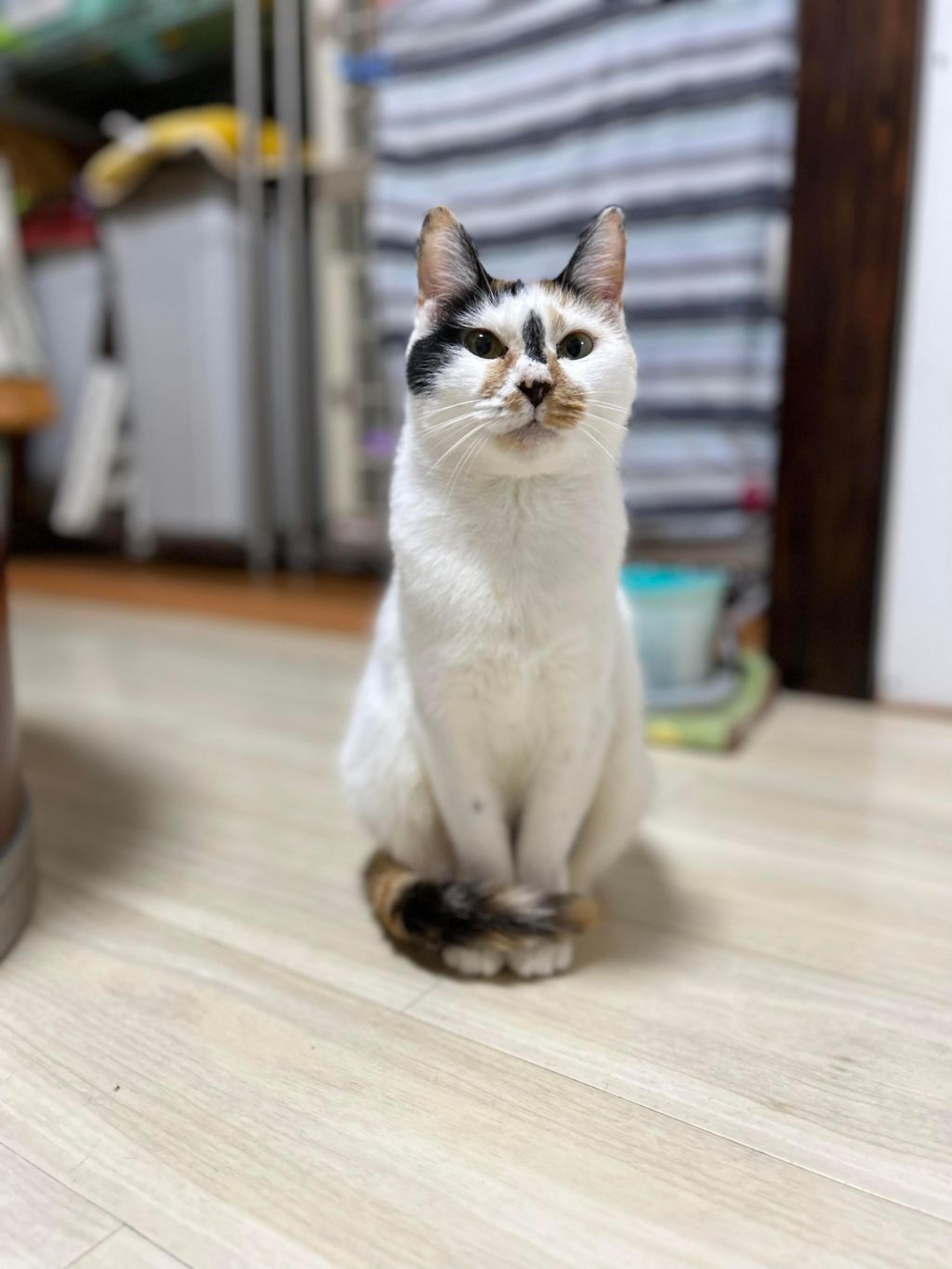 pet-image-7