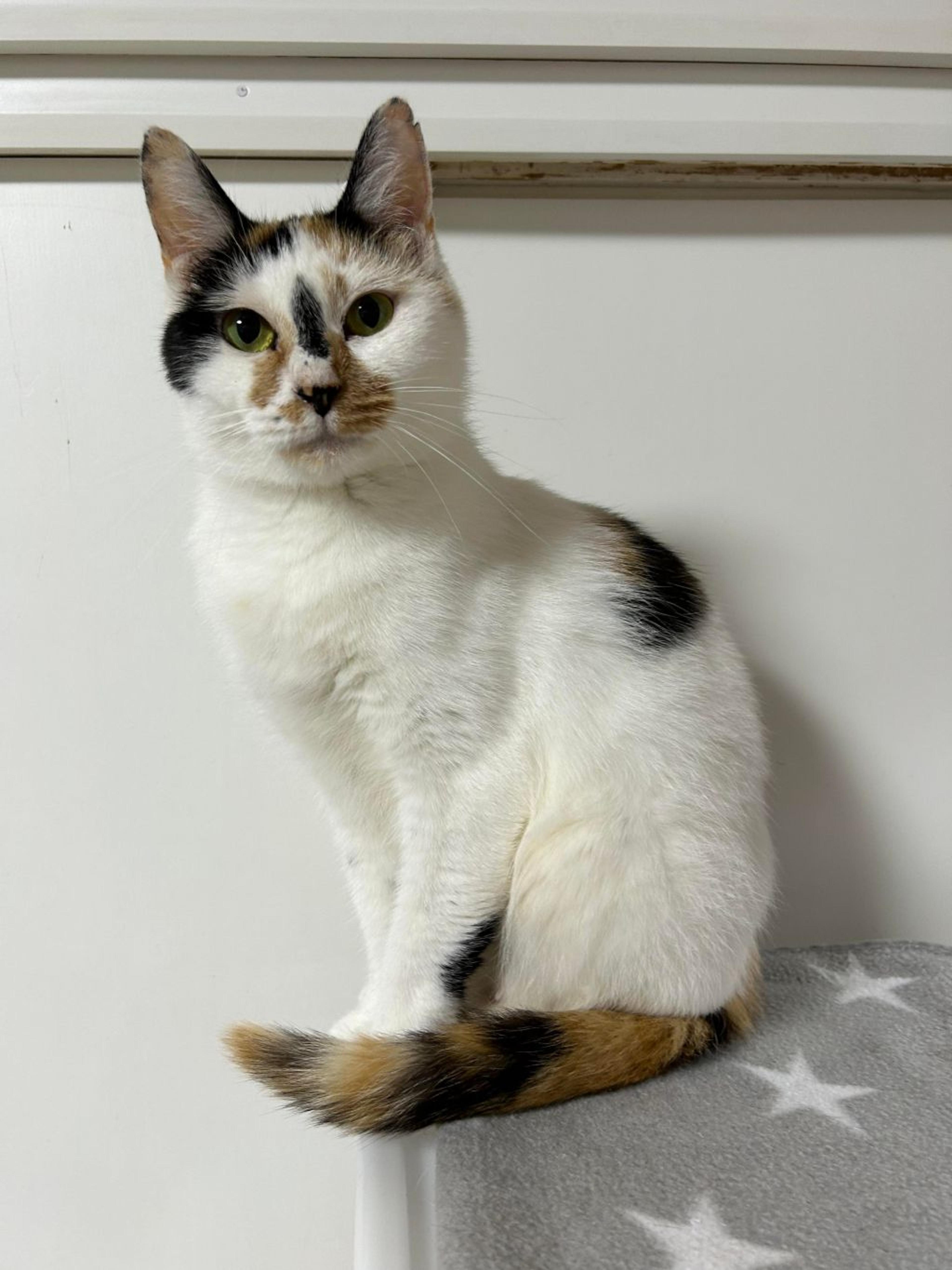 pet-image-8