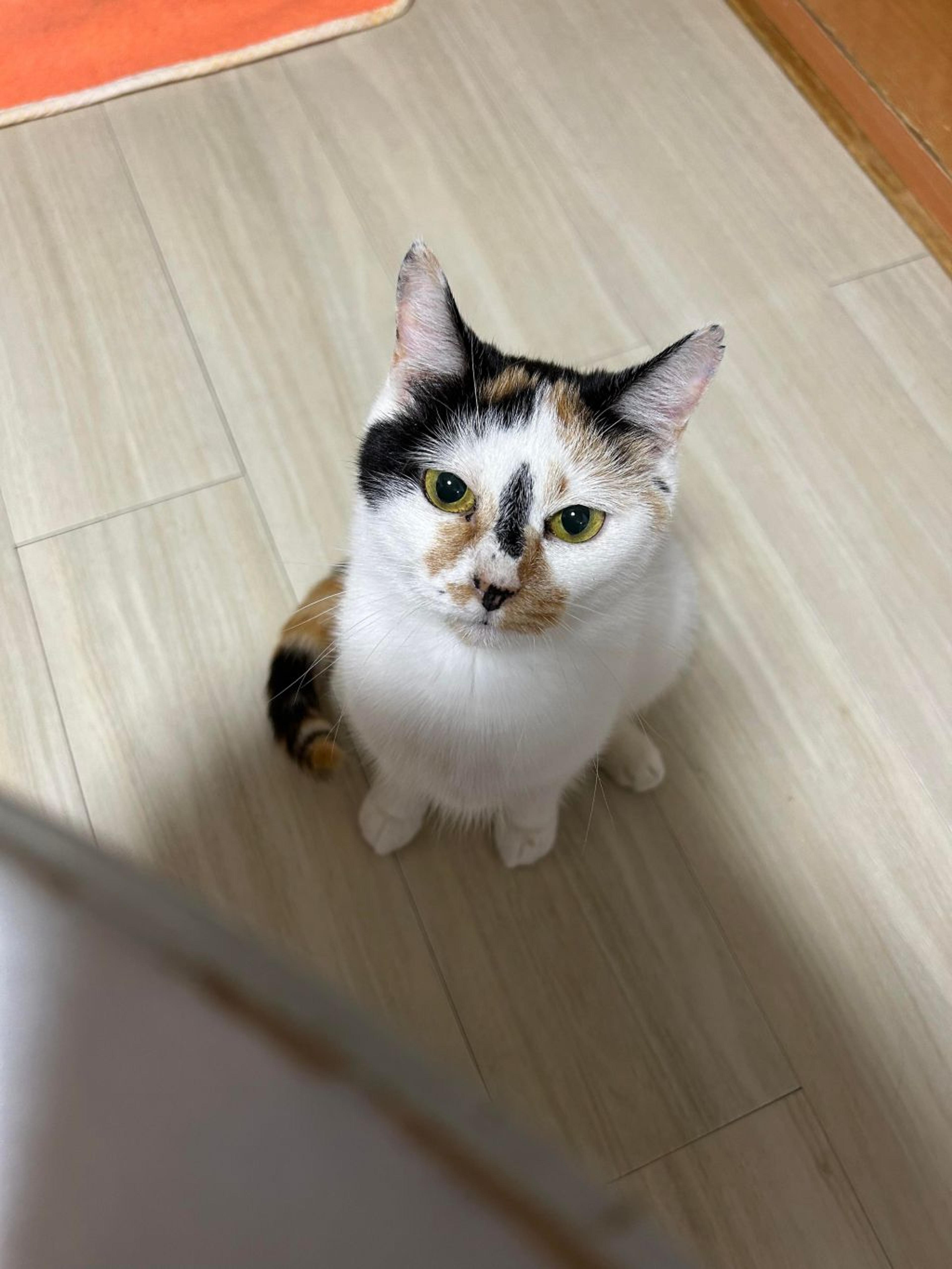 pet-image-9
