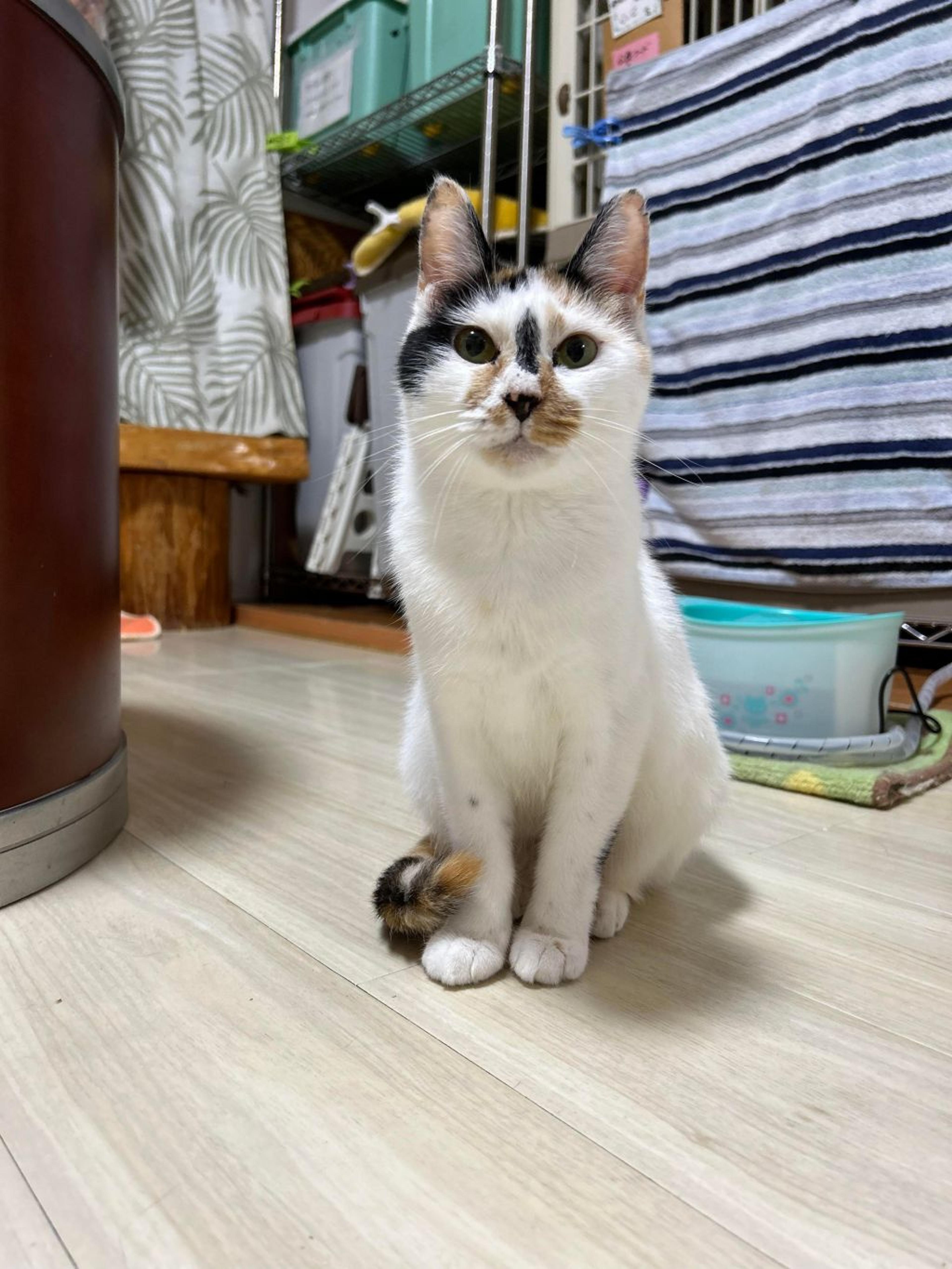 pet-image-10
