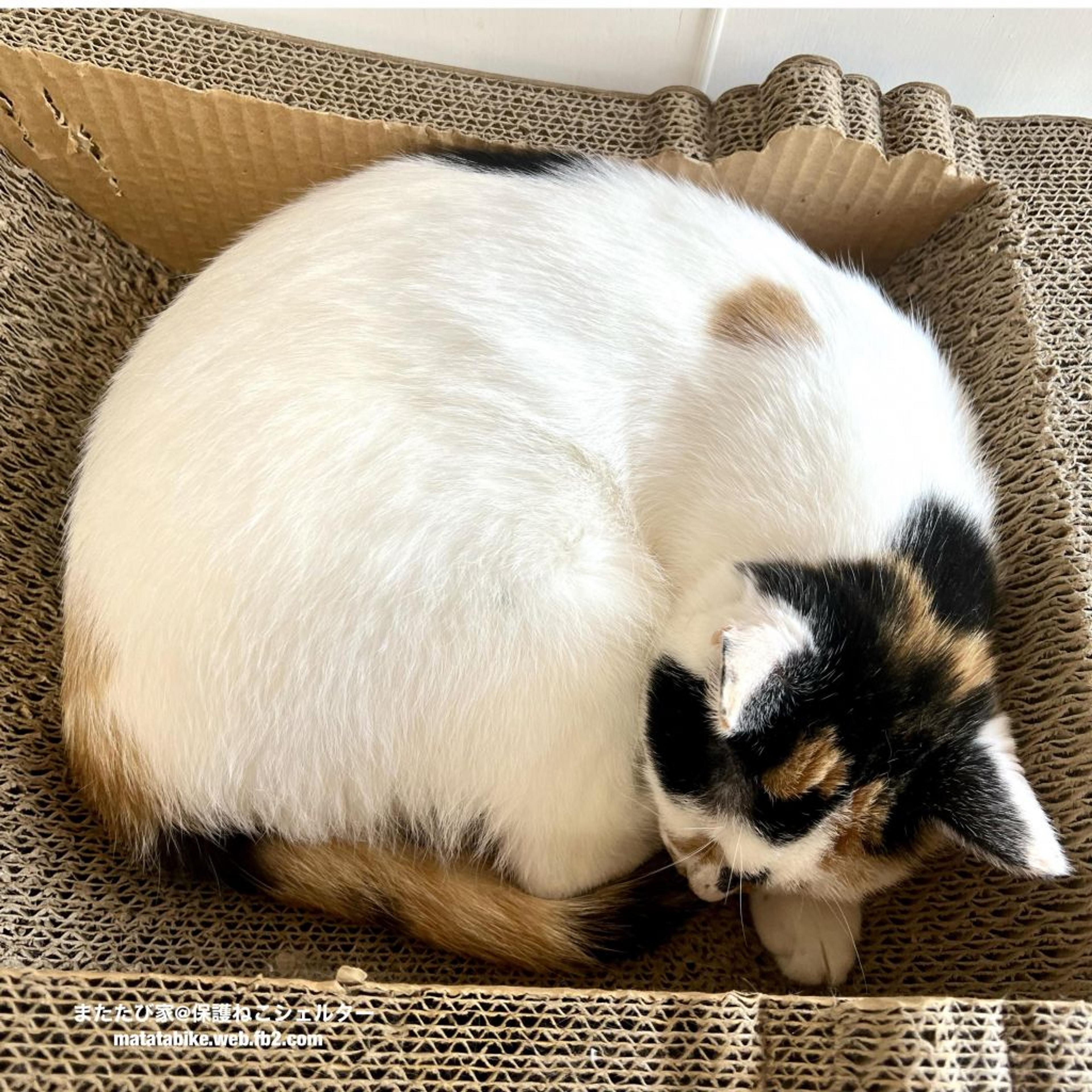pet-image-2