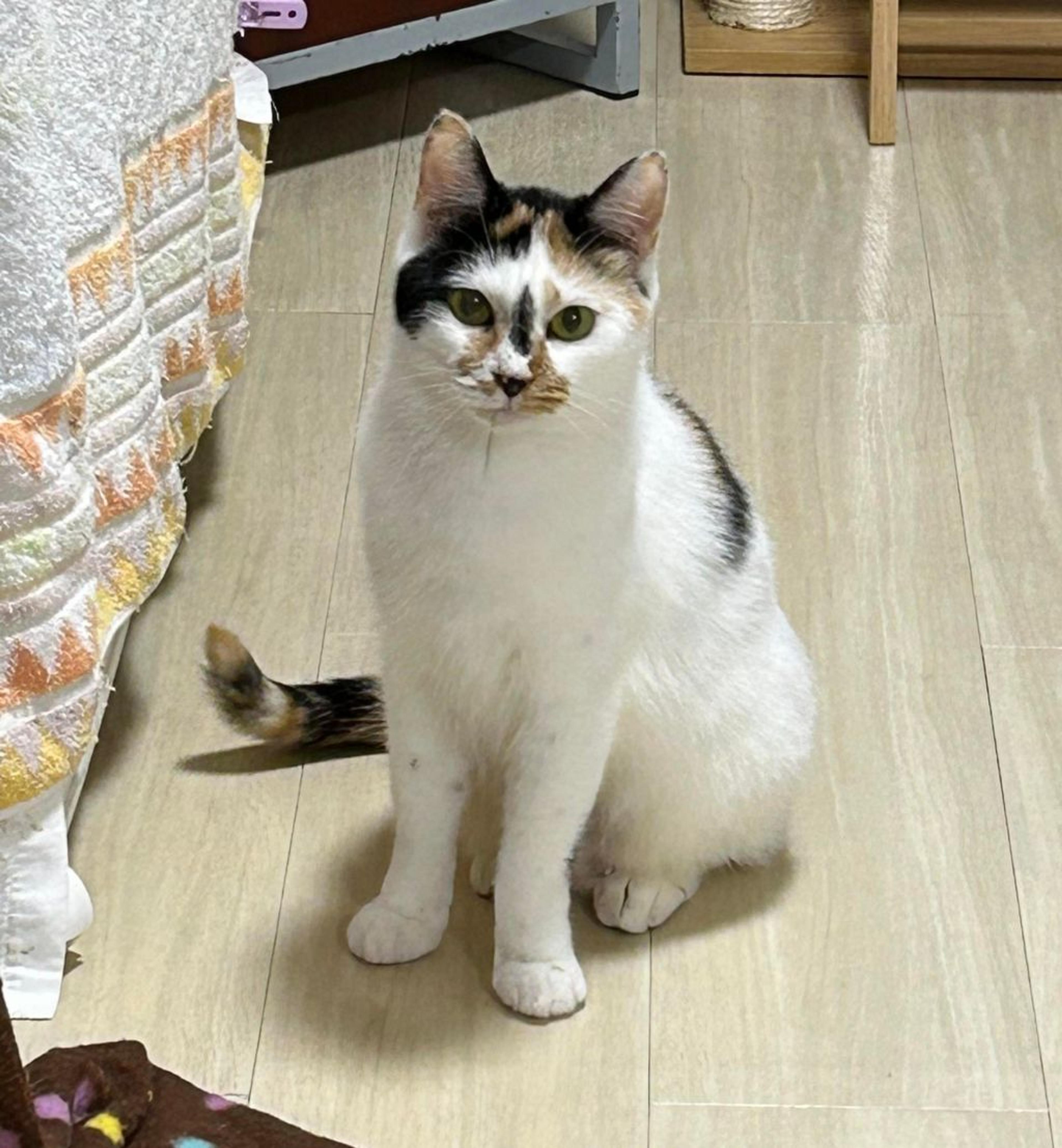 pet-image-4