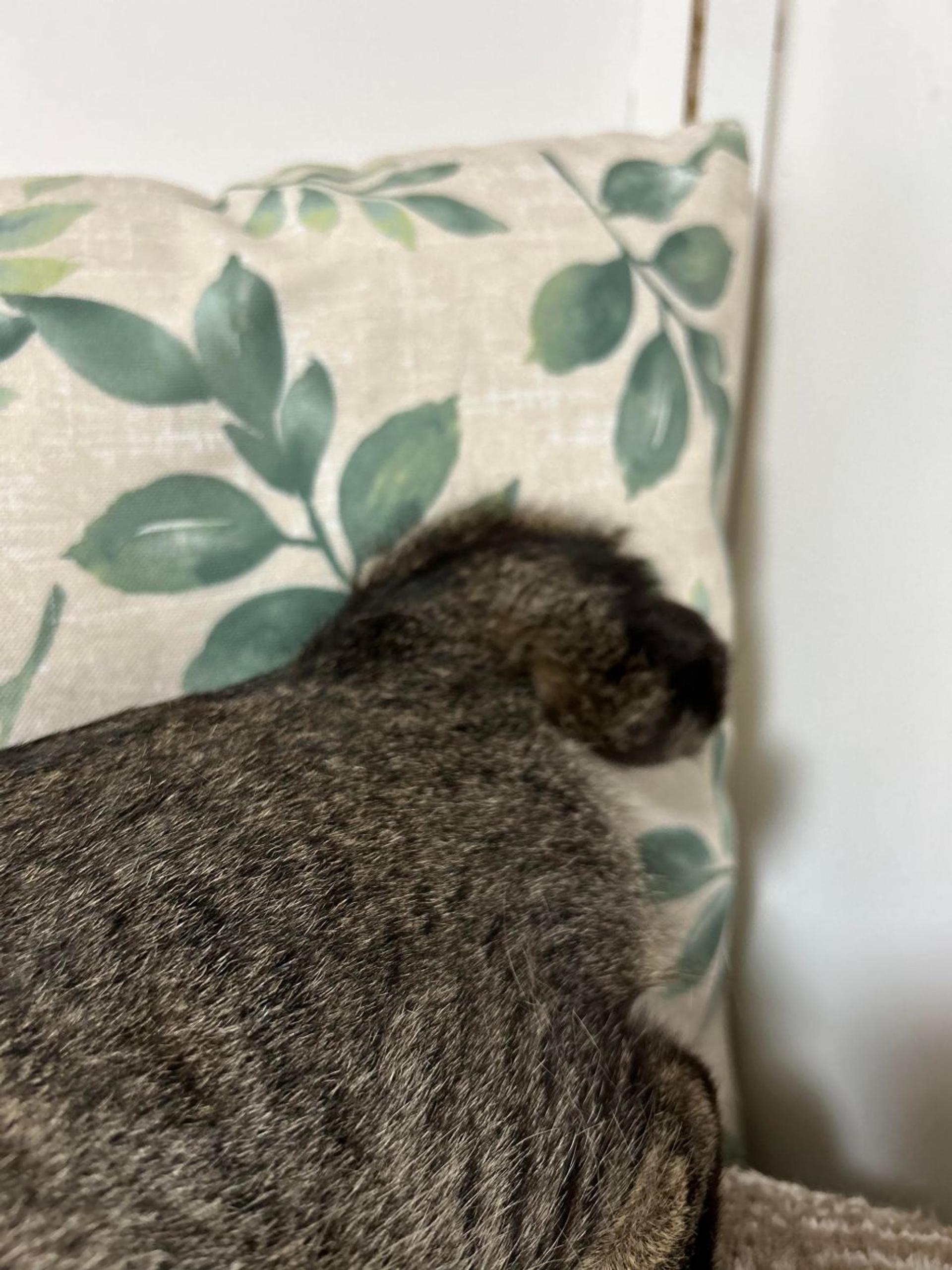 pet-image-6